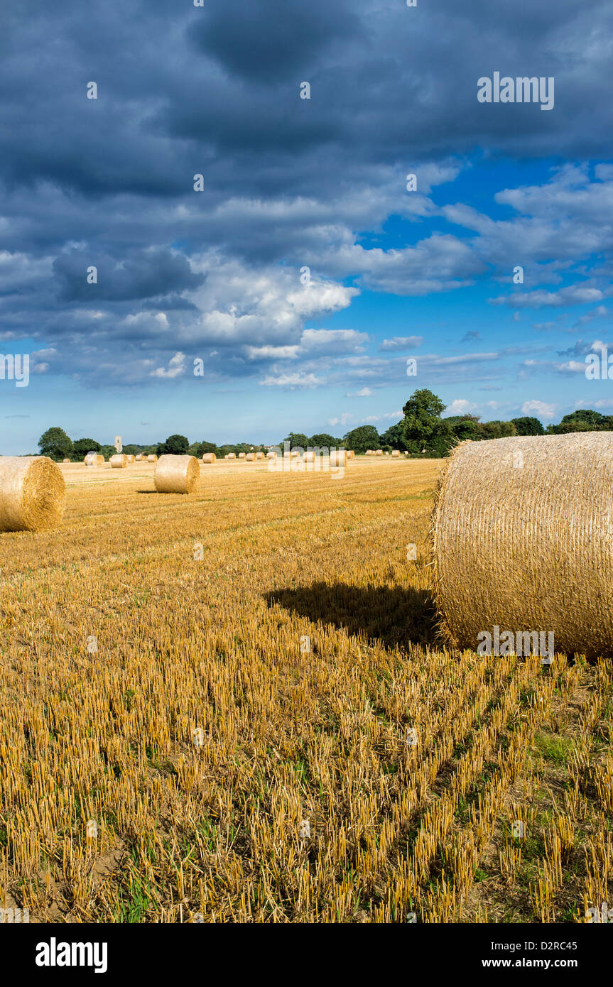 Circular Straw Bales in Field in Hickling Norfolk UK Stock Photo