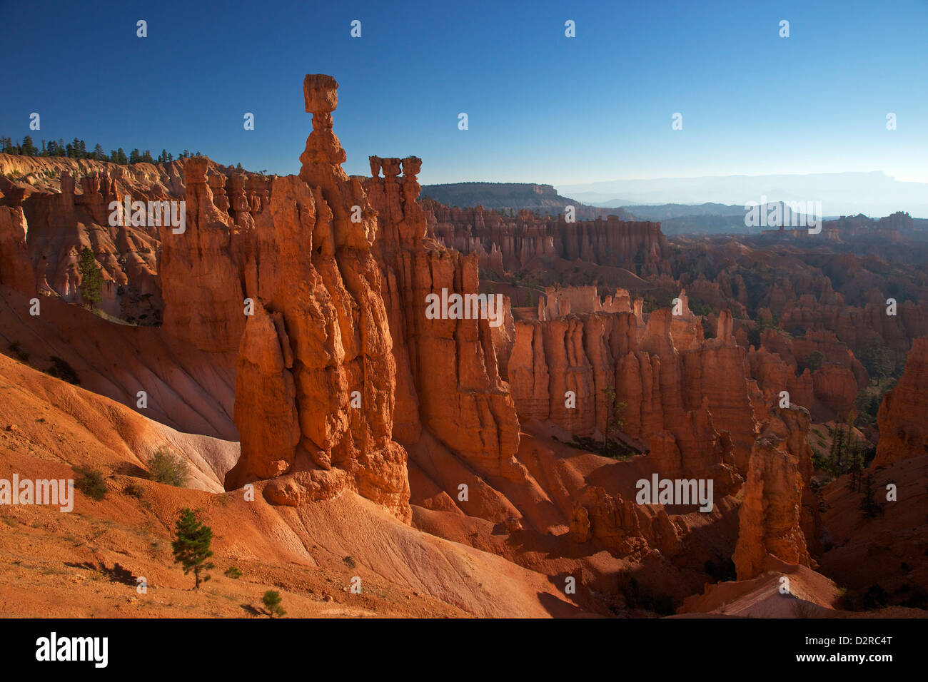 Thor's Hammer in early morning from Sunset Point, Bryce Canyon National Park, Utah, United States of America, North America Stock Photo