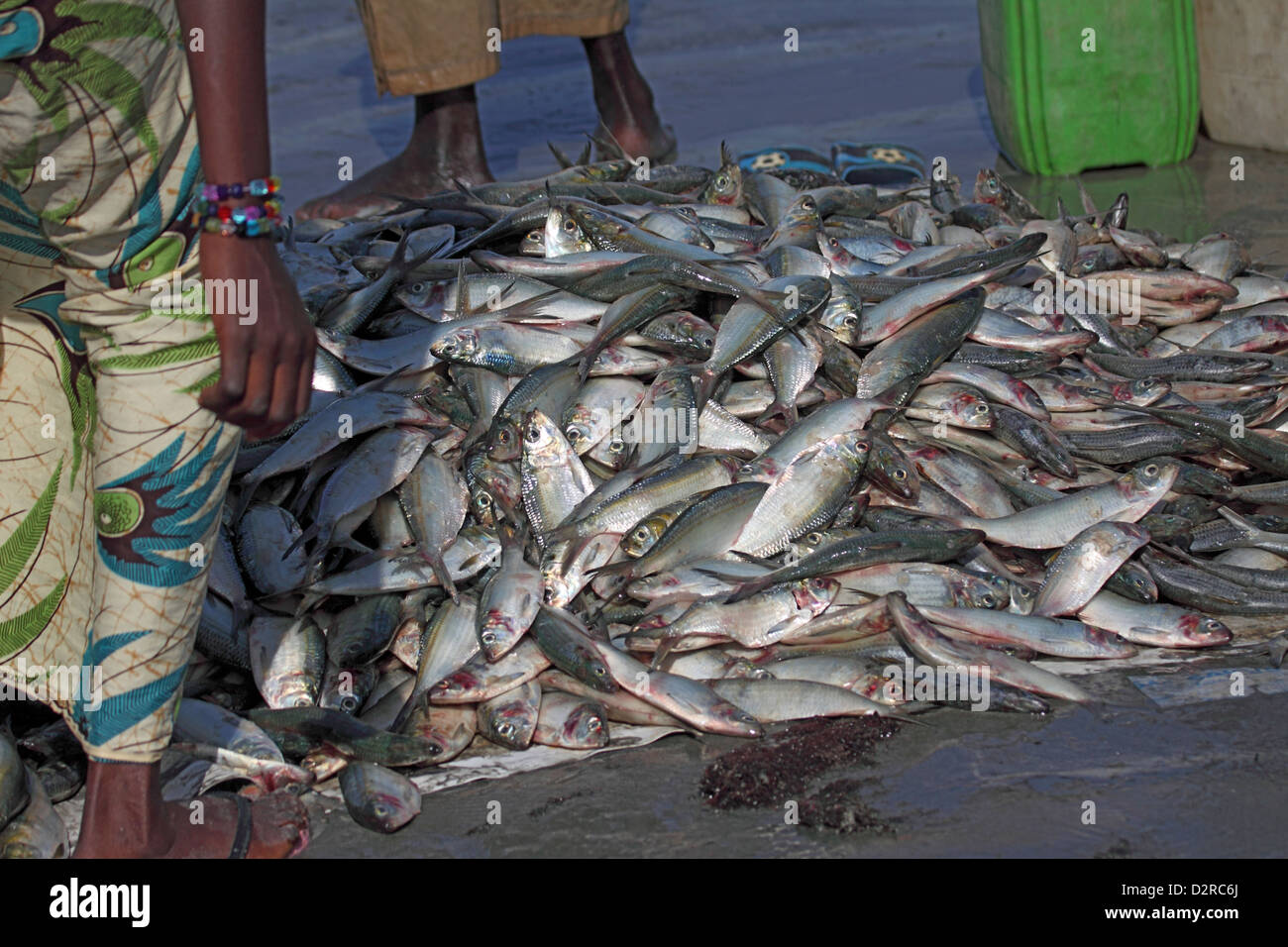 Fish catch being landed at Tangi beach in The Gambia Stock Photo Alamy