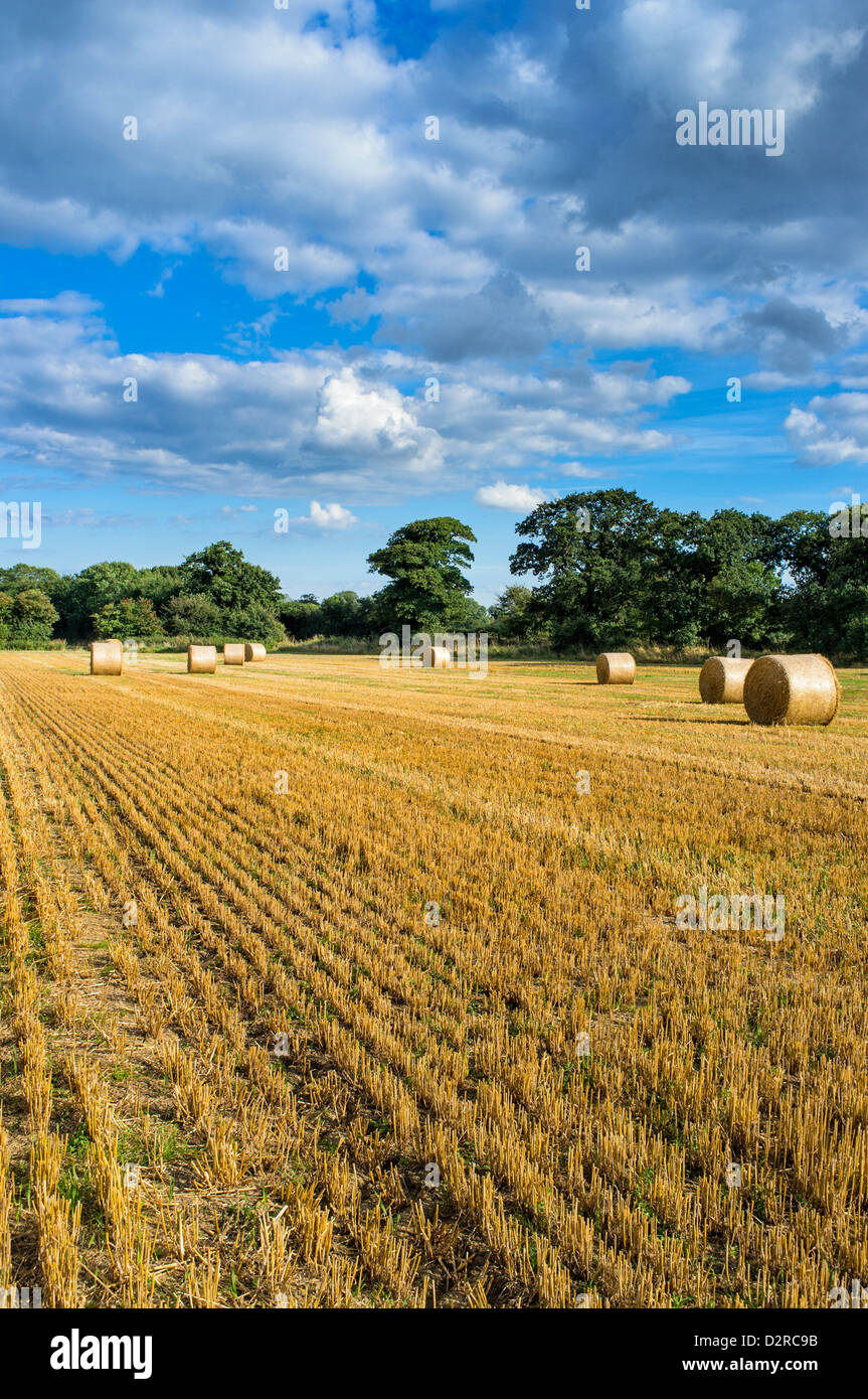 Circular Straw Bales in Field in Hickling Norfolk UK Stock Photo