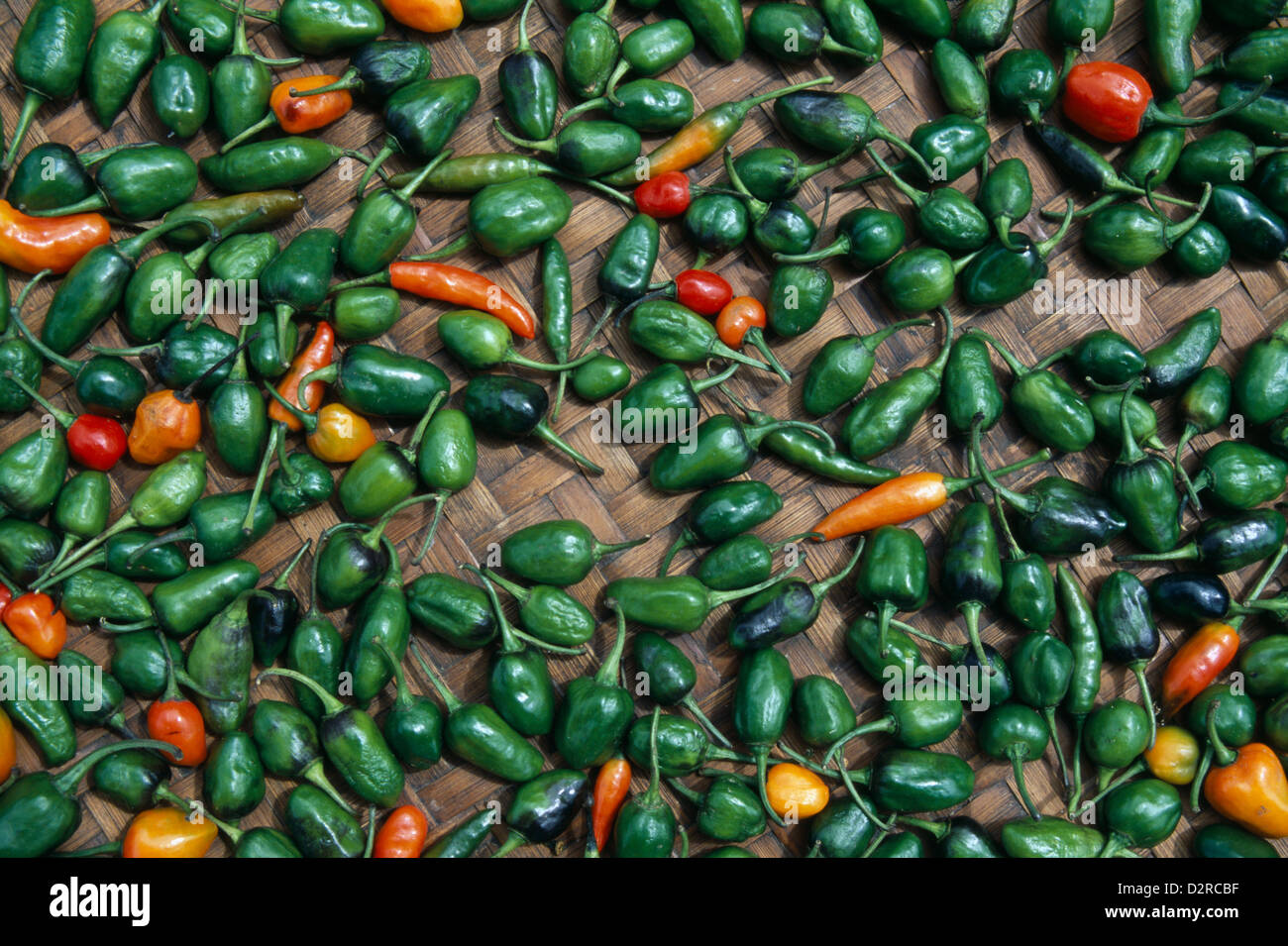 Capsicum annuum, Chilli, Green. Stock Photo