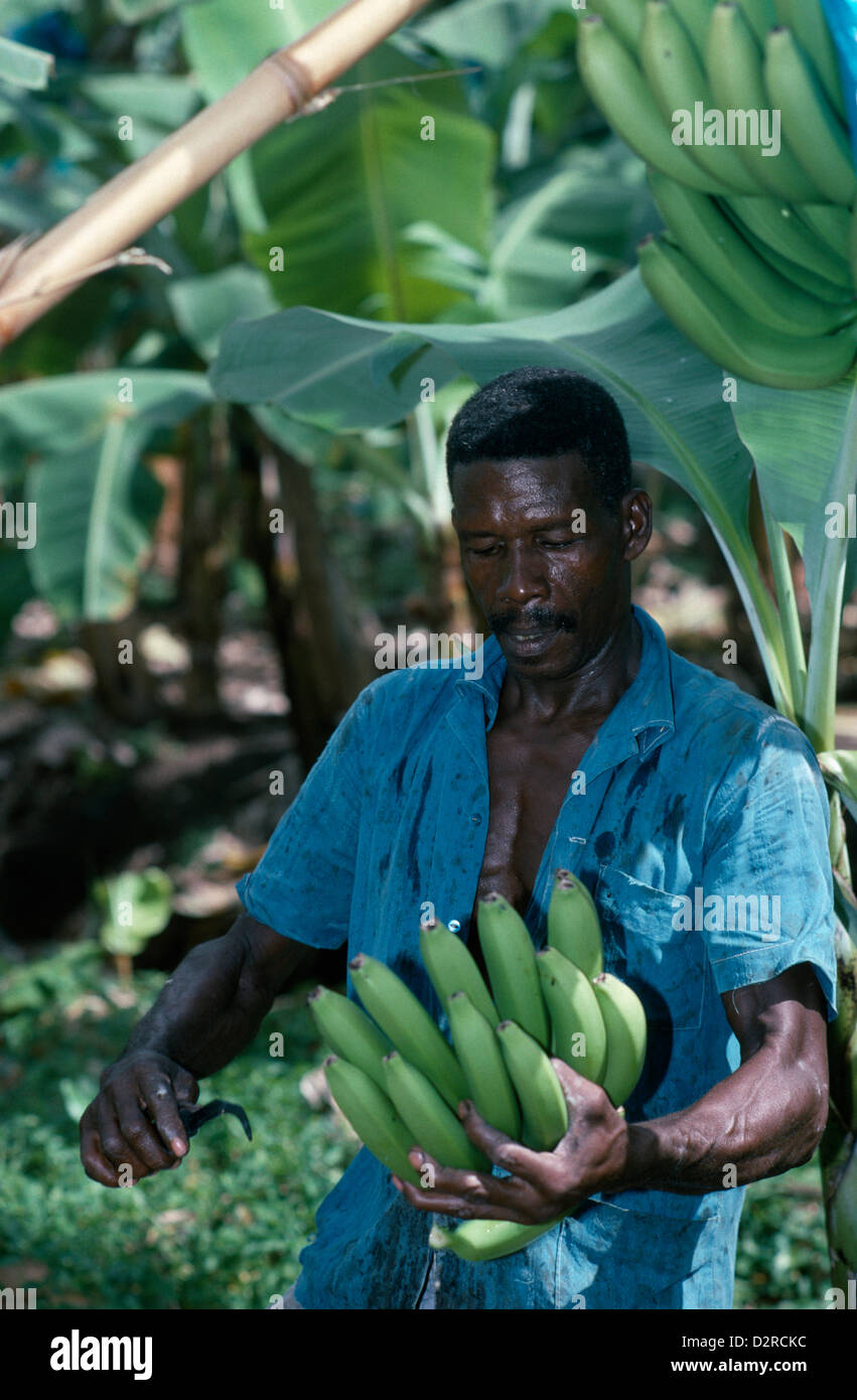 West Indies, Caribbean, St Lucia, River Doree Plantation, Musa acuminata, Banana, Green. Stock Photo