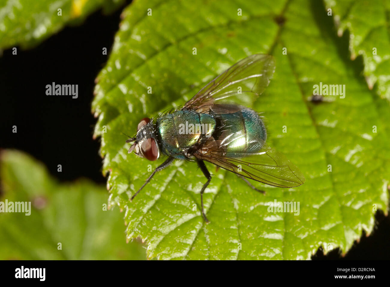 Green Bottle fly, Lucilia sericata, UK Stock Photo