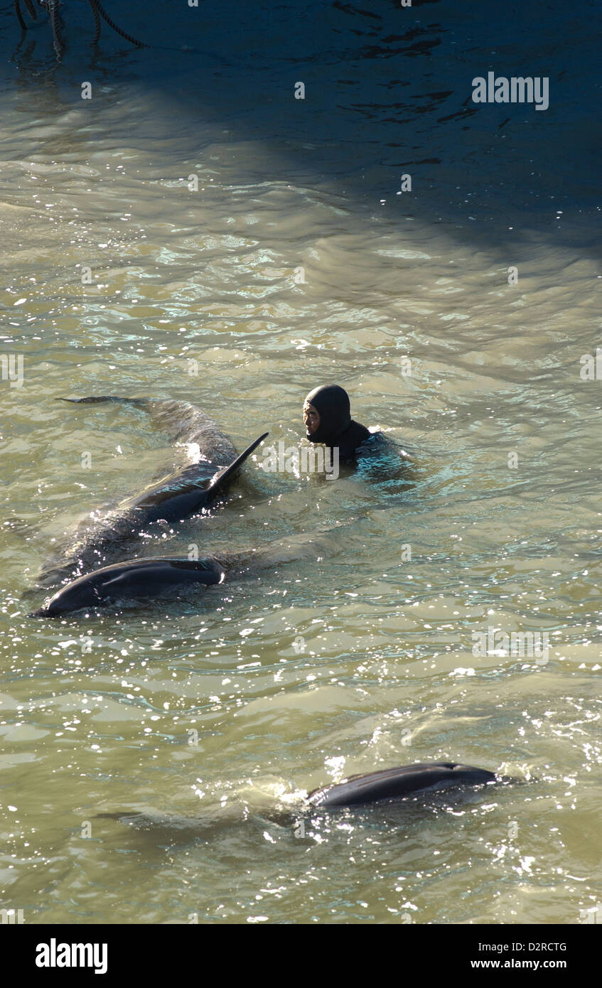 A fisherman examines a dolphin in the cove in Taiji, Wakayama, Japan Stock Photo