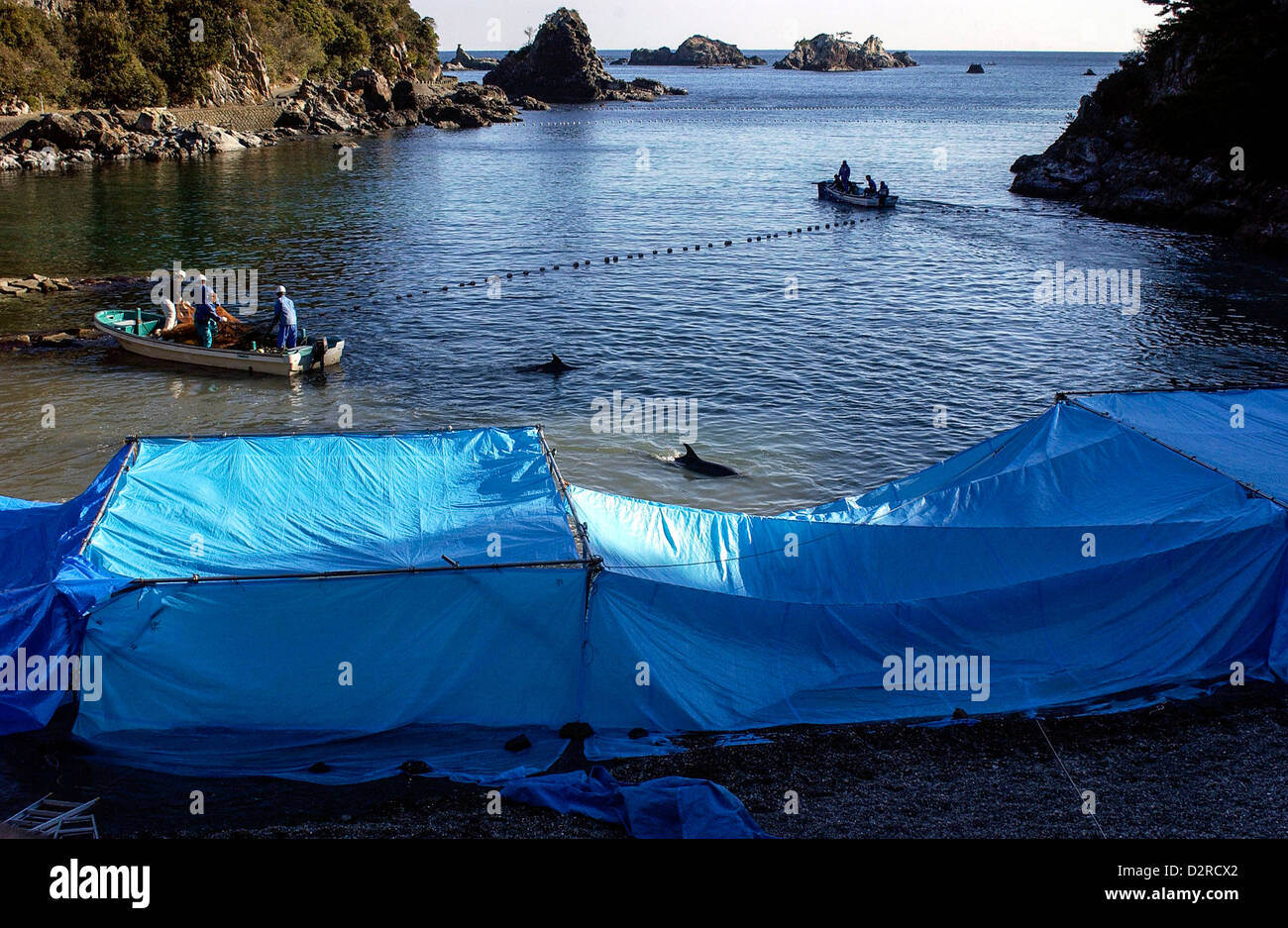 Fishermen in boats drive a pod of dolphins into the beach in the cove in Taiji, Wakayama, Japan Stock Photo