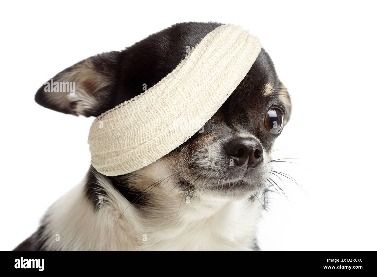 Is My Dogs Paw Broken Or Sprained