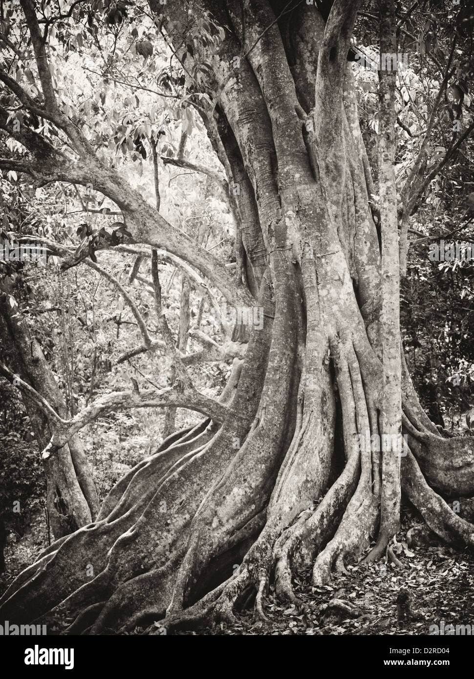 The root system of a Bengal fig tree in the at Periyar in Kerala. Black and white conversion Stock Alamy