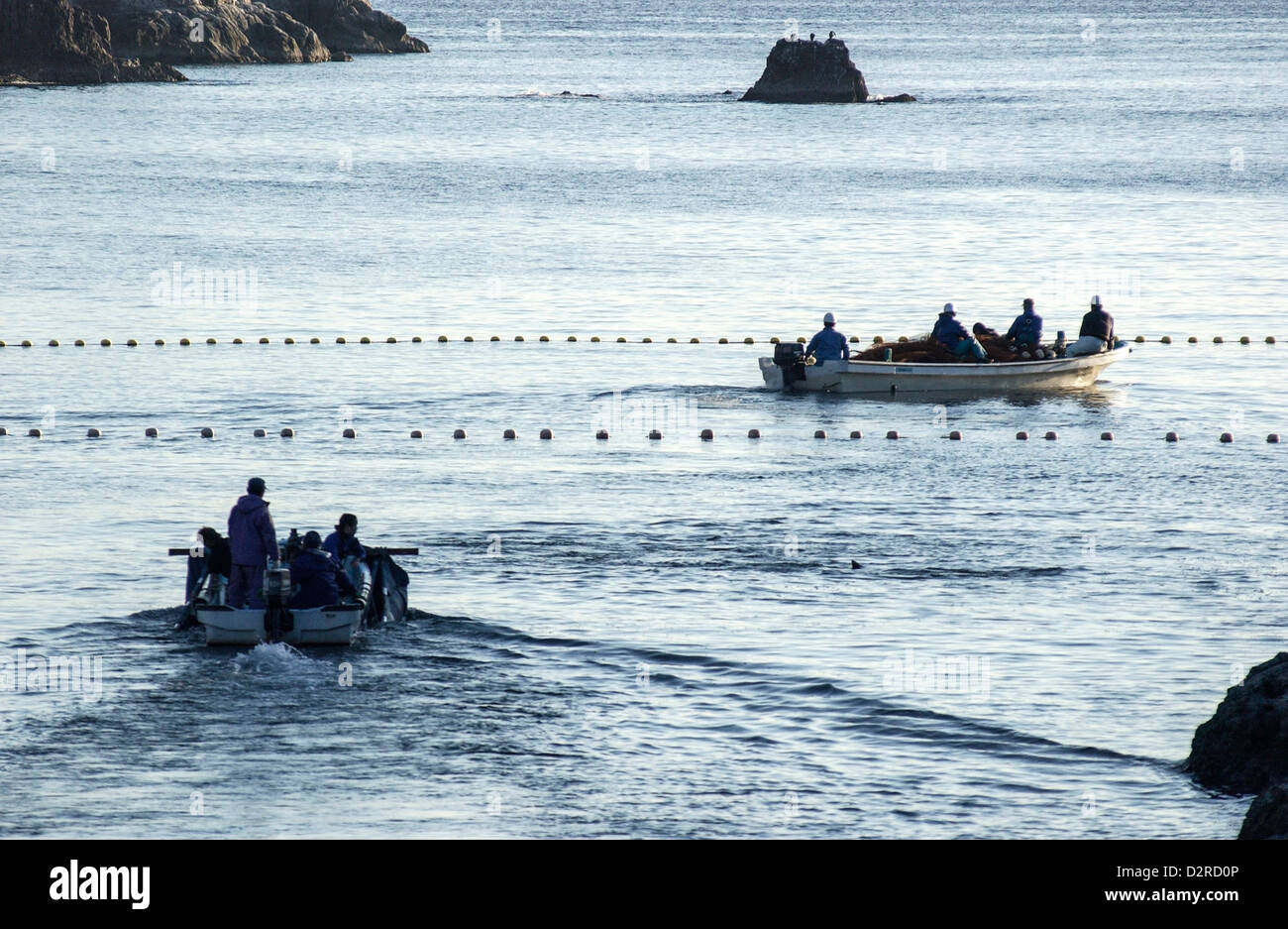 Fishermen in boats drive a pod of dolphins into the beach in Taiji, Wakayama, Japan Stock Photo