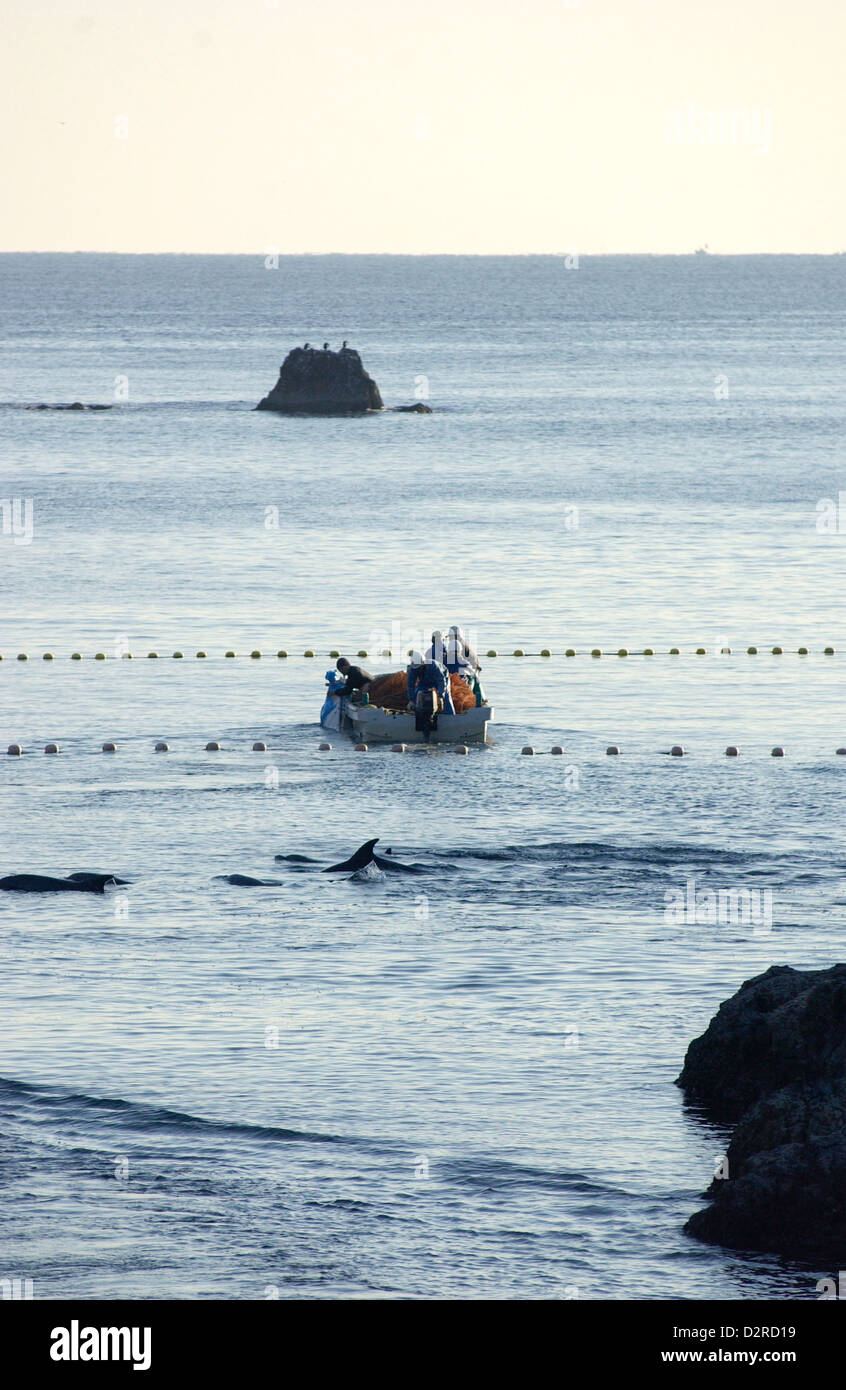 Fishermen in boats drive a pod of dolphins into the beach in Taiji, Wakayama, Japan Stock Photo