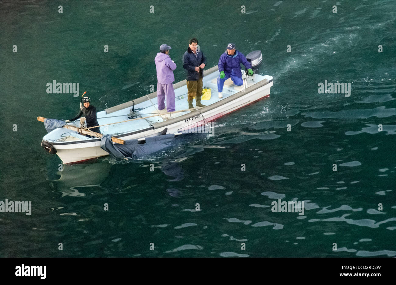 Fishermen in a boat transport a dolphins into the beach in the cove in Taiji, Wakayama, Japan Stock Photo