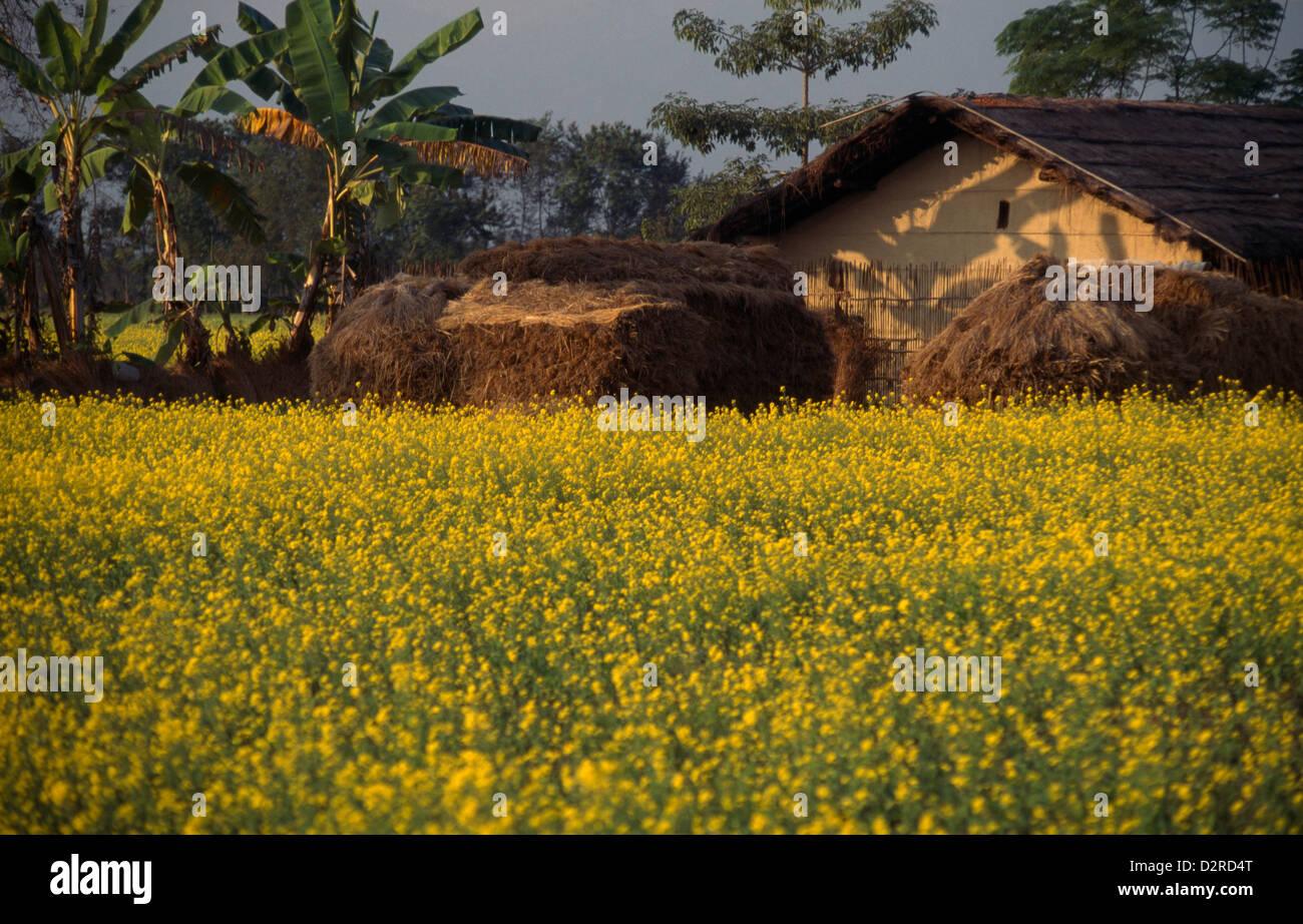 Sinapis alba, Mustard, Yellow mustard, Yellow. Stock Photo