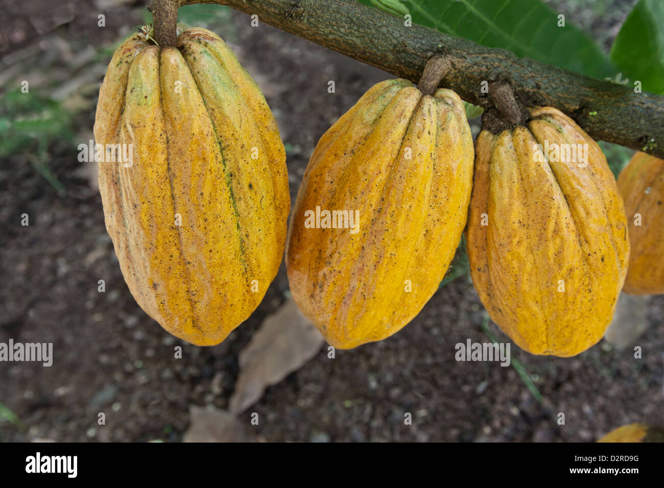 Cocoa pods maturing 'Theobroma cacao' Stock Photo