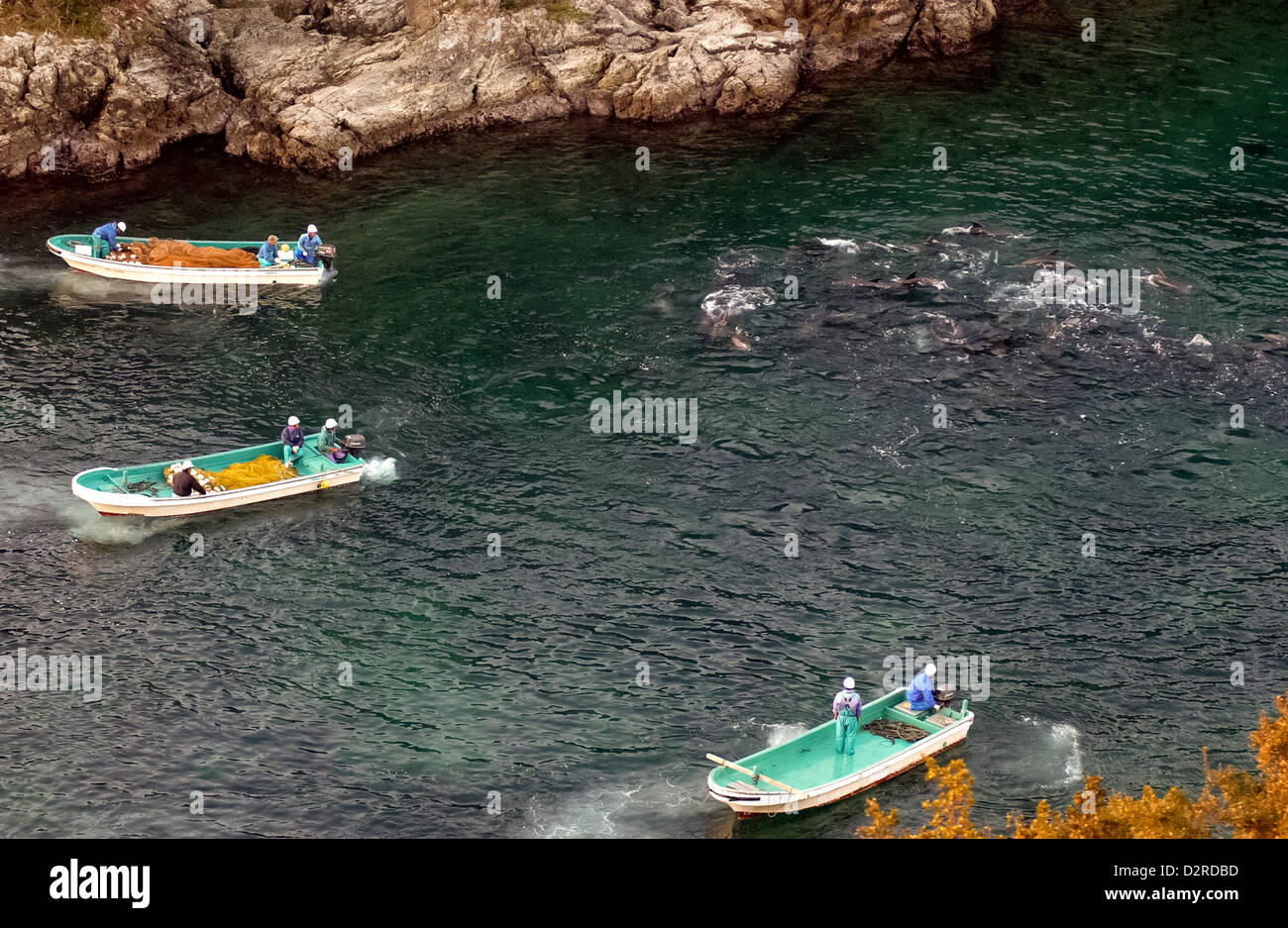 Fishermen in boats drive a pod of dolphins into the beach in the cove in Taiji, Wakayama, Japan Stock Photo