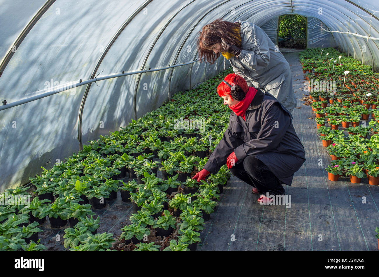 Two female customers looking at potted plants being brought on in a garden centre poly tunnel. South Devon. UK Stock Photo