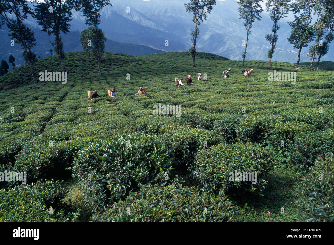 India, West Bengal, Darjeeling, Camellia sinensis, Tea plant, Green
