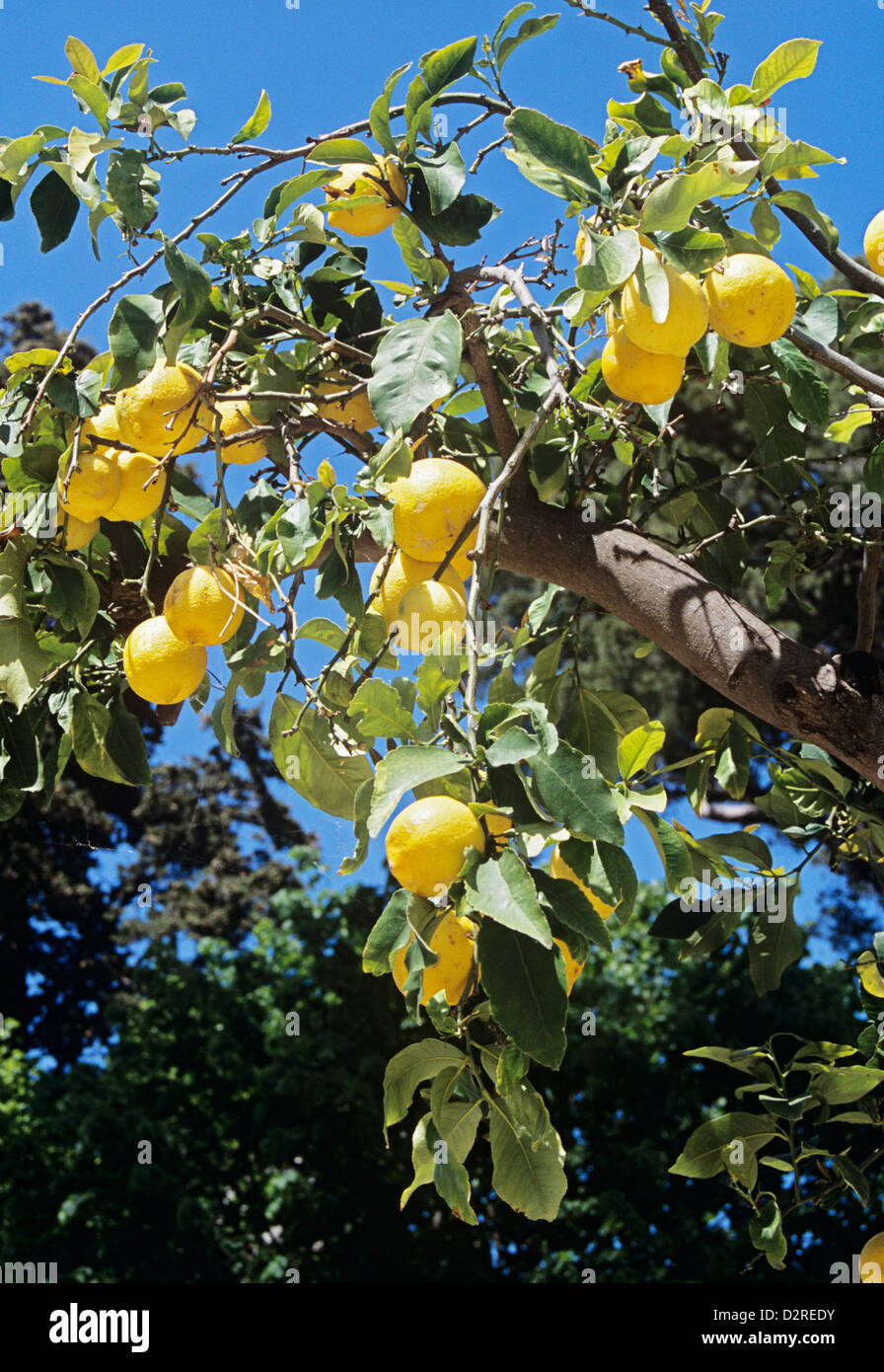 Citrus limon, Lemon, Yellow. Stock Photo