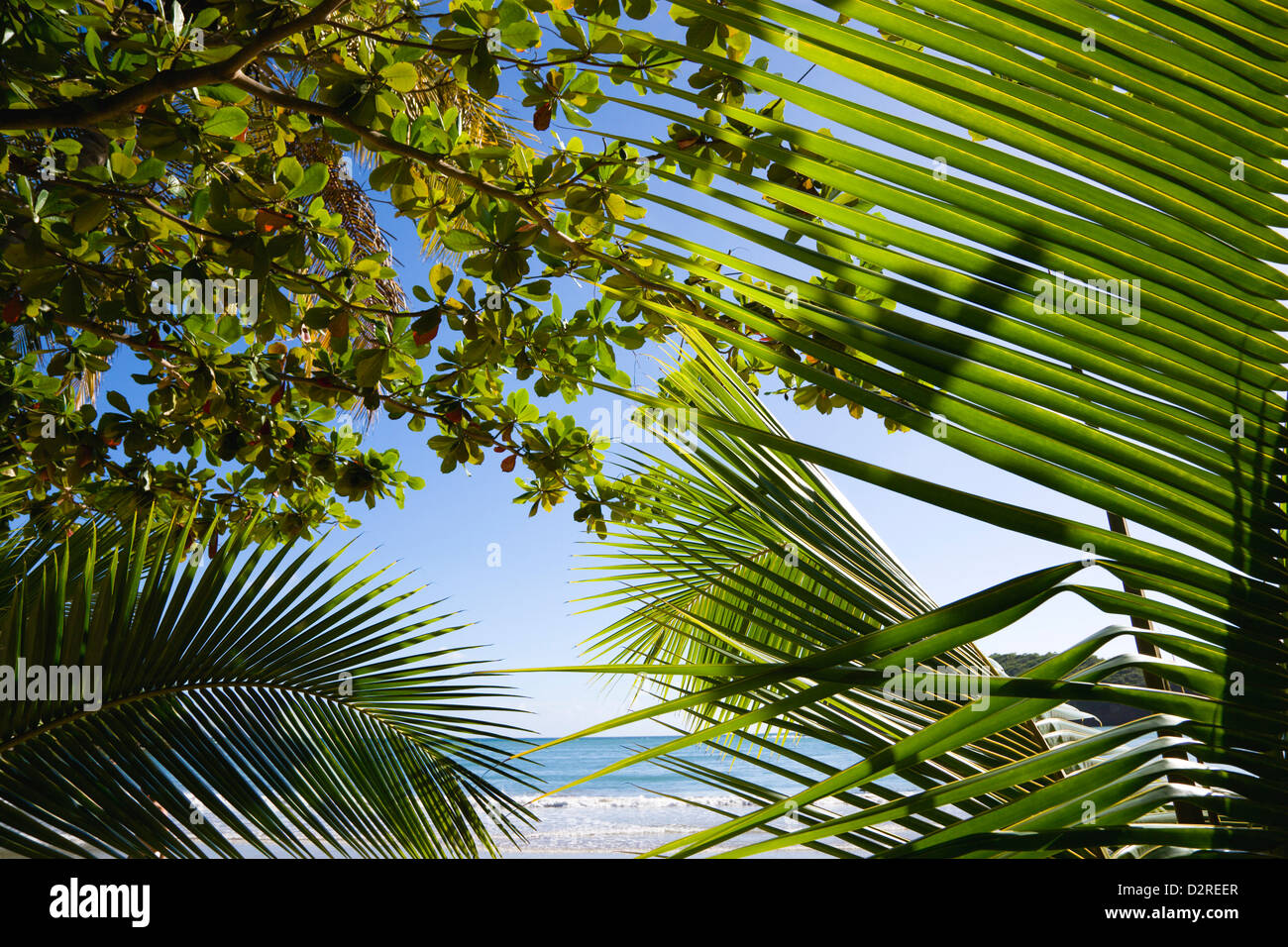 Cocos nucifera, Palm, Coconut palm, Green. Stock Photo