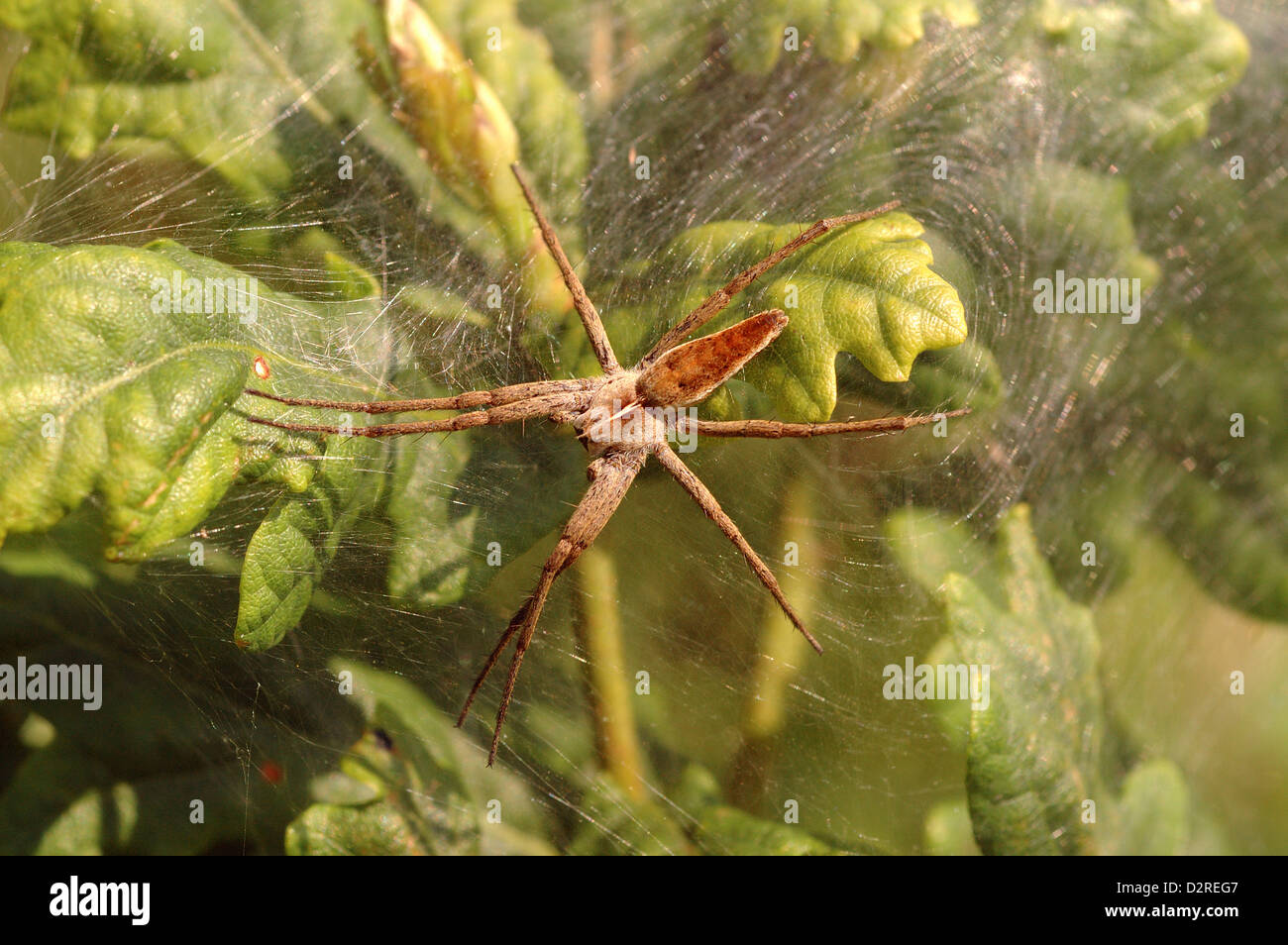 Nursery web / Wedding-present spider (Pisaura mirabilis : Pisauridae), female standing guard after laying eggs, UK. Stock Photo