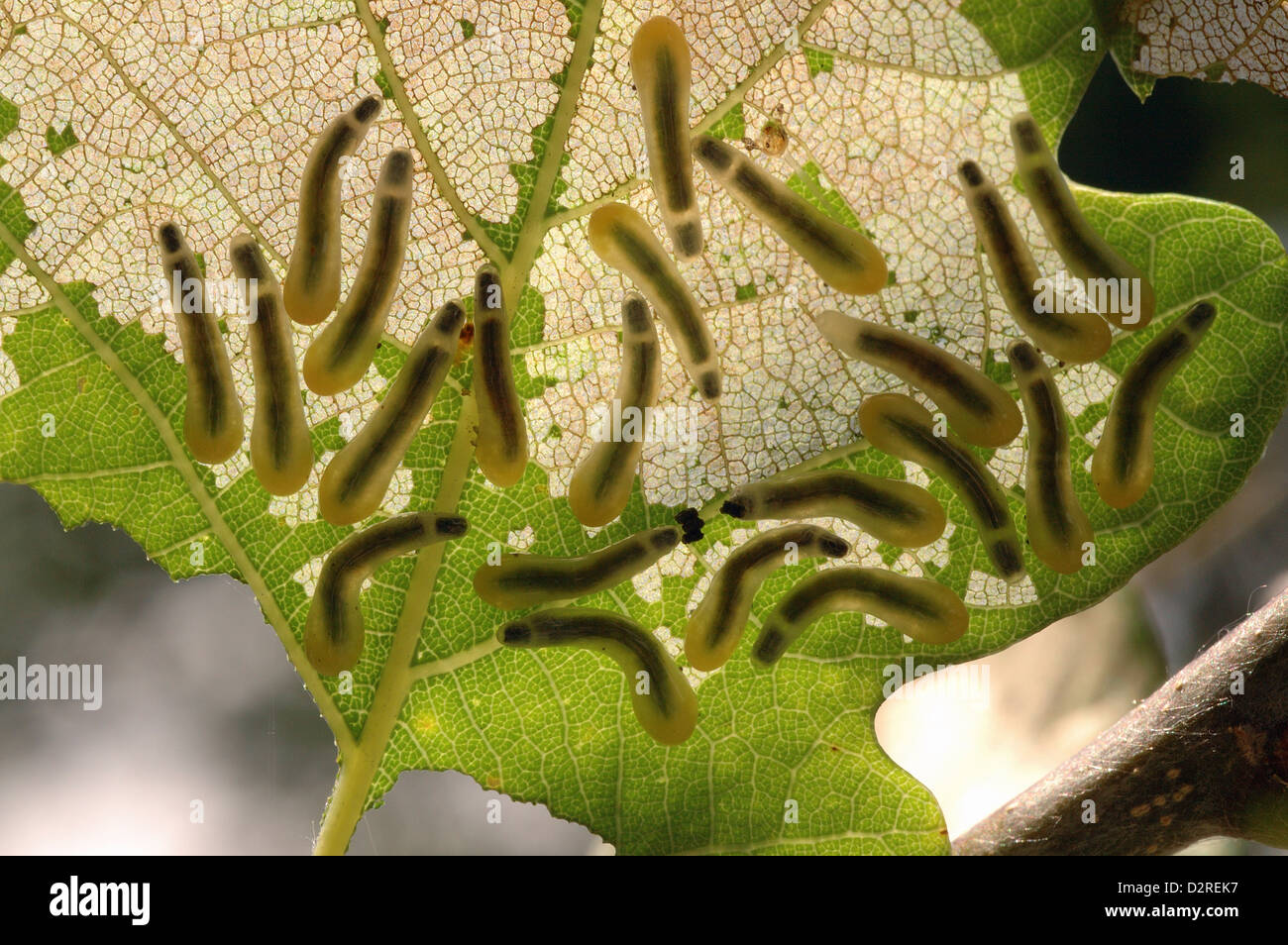 Oak slug sawfly (Caliroa / Eriocampoides annulipes: Tenthredinidae) larvae, UK Stock Photo