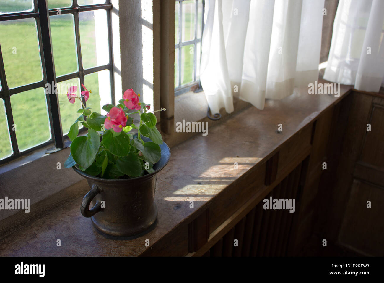 Begonia flower plant displayed in a copper pot on a window. Stock Photo