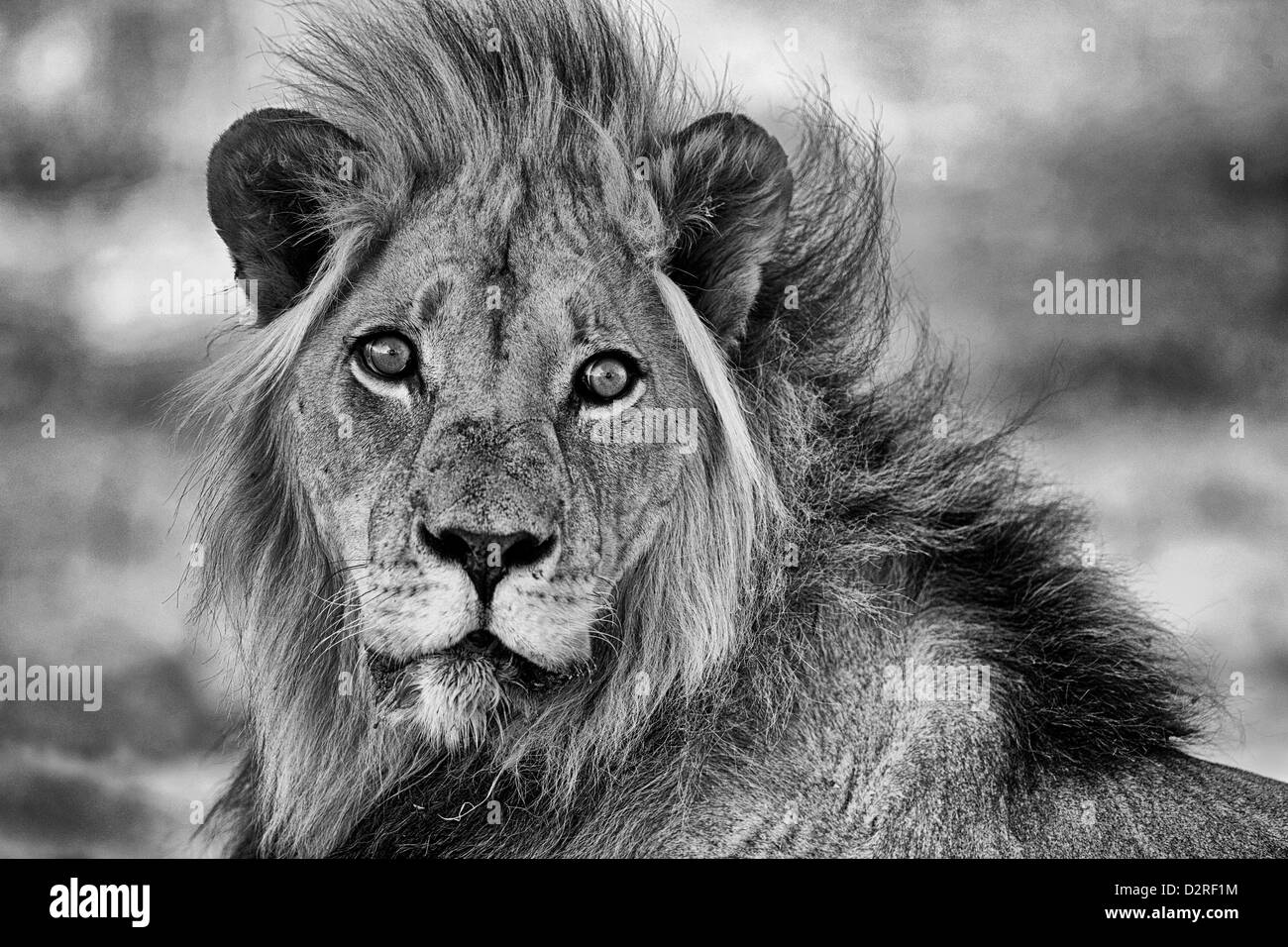 Portrait of a big male lion in black and white, Africa, Afrika, Kalahari desert. dominant, schwarz weiß, s/w, aggressive Stock Photo