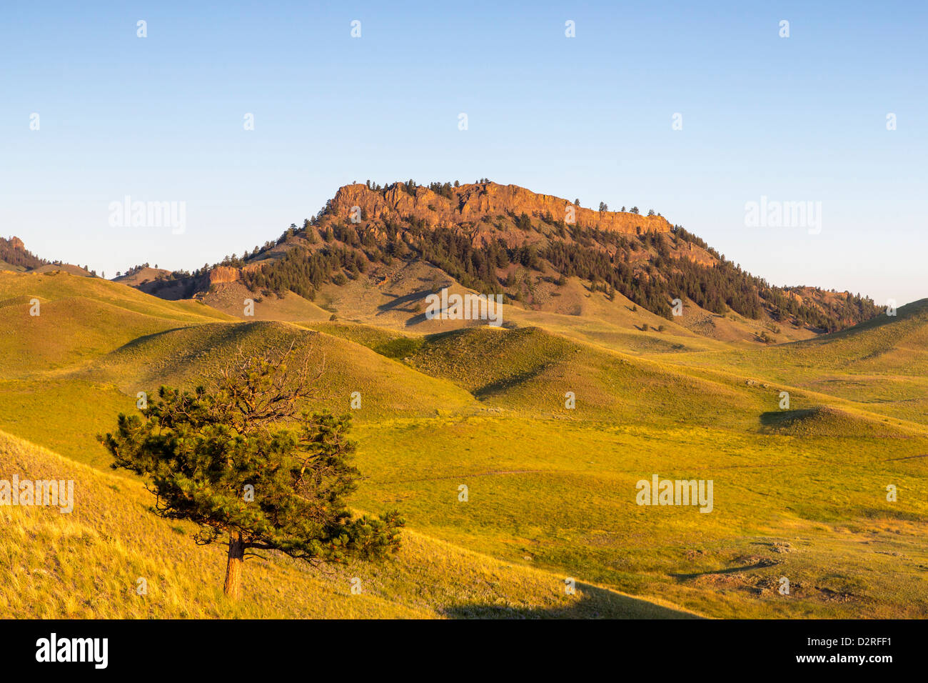 Rolling hills of the Bears Paw Mountains in summer in Blaine County, Montana, USA Stock Photo