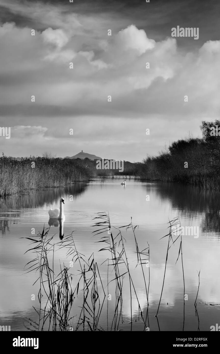 A view across the wetland habitat of the Somerset levels, looking