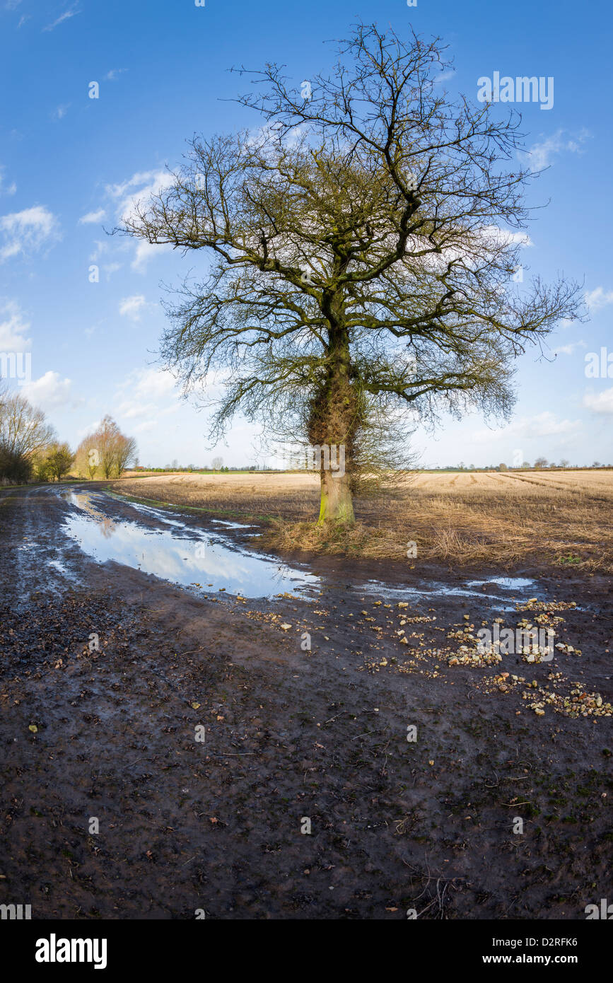 Tree and field, Warwickshire, England, UK Stock Photo