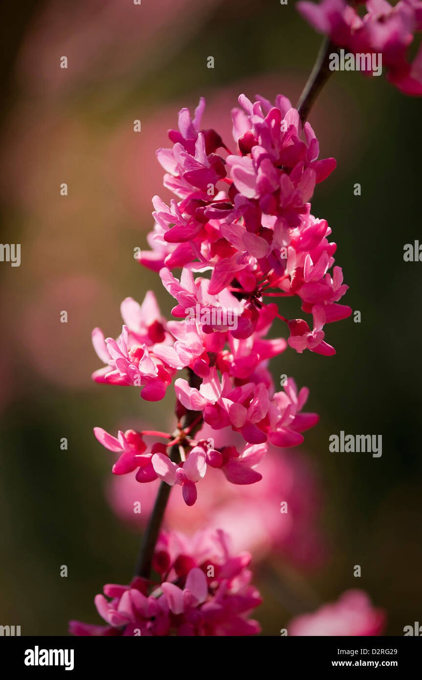 Cercis canadensis, Forest pansy, Pink. Stock Photo