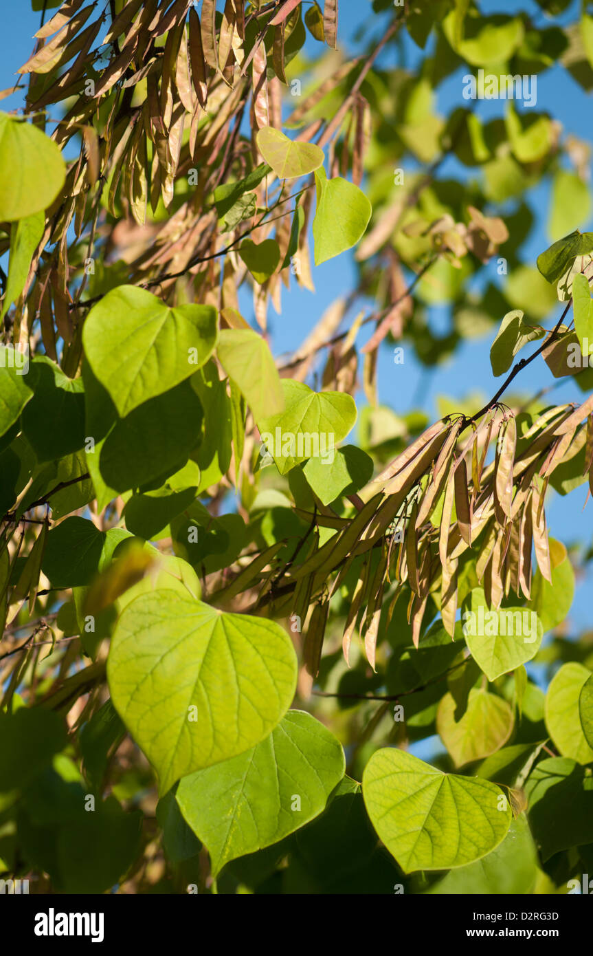 Cercis canadensis, Forest pansy, Green. Stock Photo