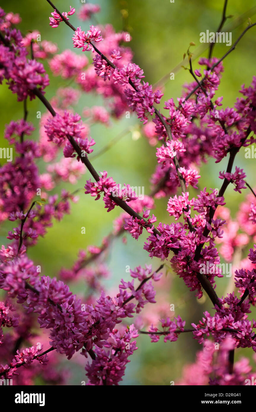 Cercis canadensis, Forest pansy, Abundant small pink flowers on a branch. Stock Photo