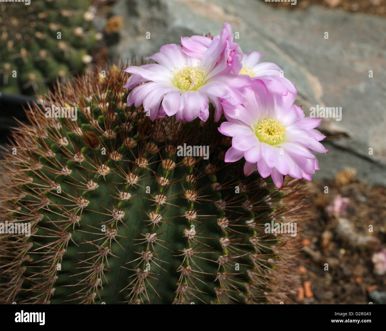 Cactus, Acanthocalycium spiniflorum f. violaceum, Cactaceae. Argentina, South America. Stock Photo