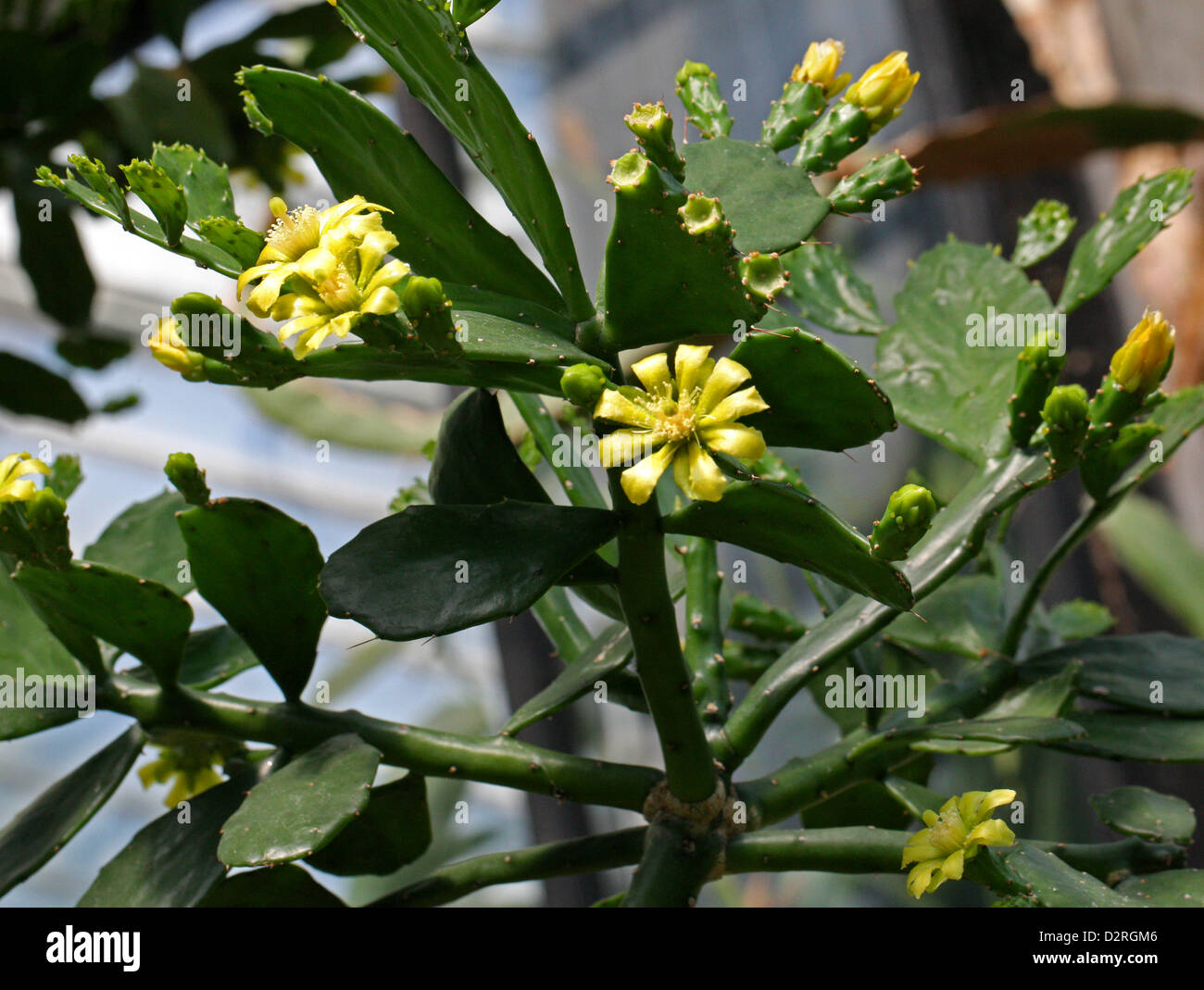 Brasiliopuntia brasiliensis, Cactaceae. Brazil, Paraguay, Eastern Bolivia, Peru and Northern Argentina, South America. Stock Photo