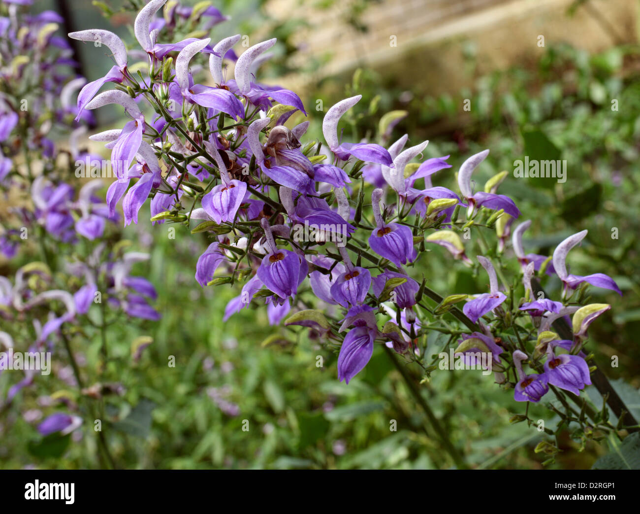 Giant Salvia, Brillantaisia nyanzarum, Acanthaceae. Kenya, Tanzania, Zaire, Tropical Africa. Stock Photo