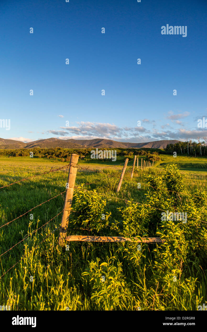 Fencerow in pastureland in the foothills of the Highwood Mountains in Choteau County, Montana, USA Stock Photo