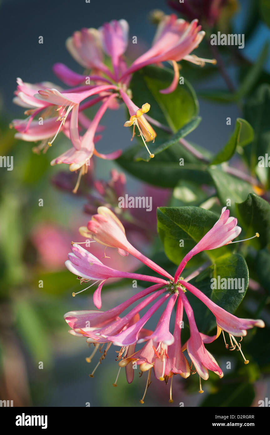 Lonicera periclymenum, Honeysuckle, Pink flowers on leafy branches. Stock Photo