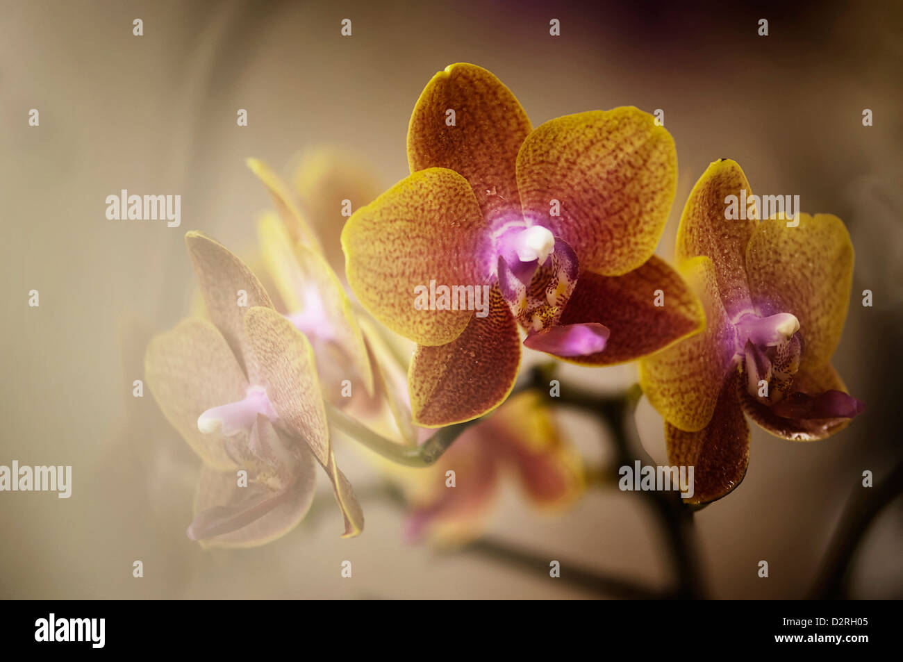 Sogo lawrence hi-res stock photography and images - Alamy