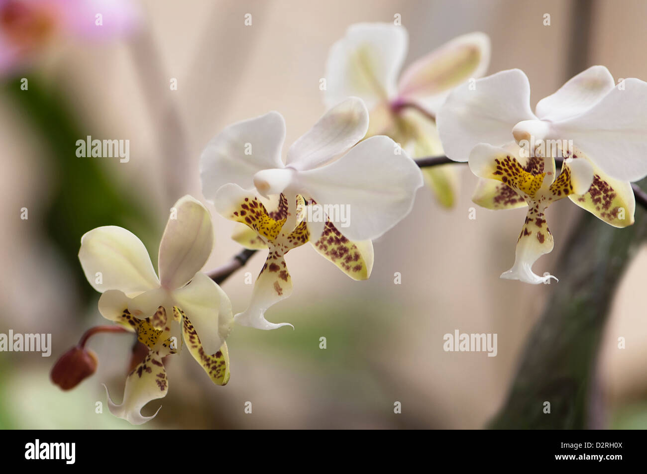 Phalaenopsis stuartiana, Orchid, Moth orchid, White. Stock Photo