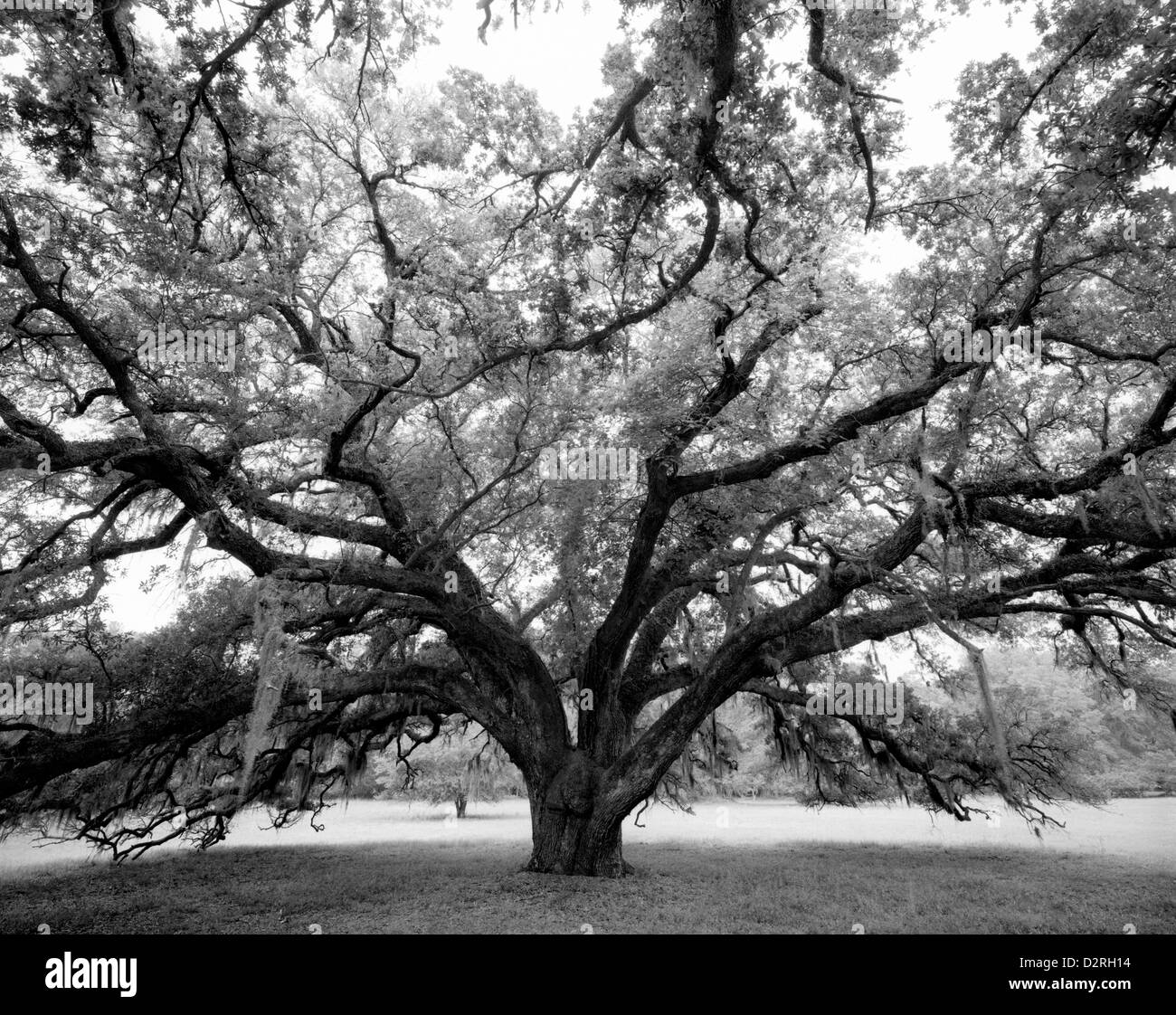 BW0167100...SOUTH CAROLINA Oak tree growing on the grounds of