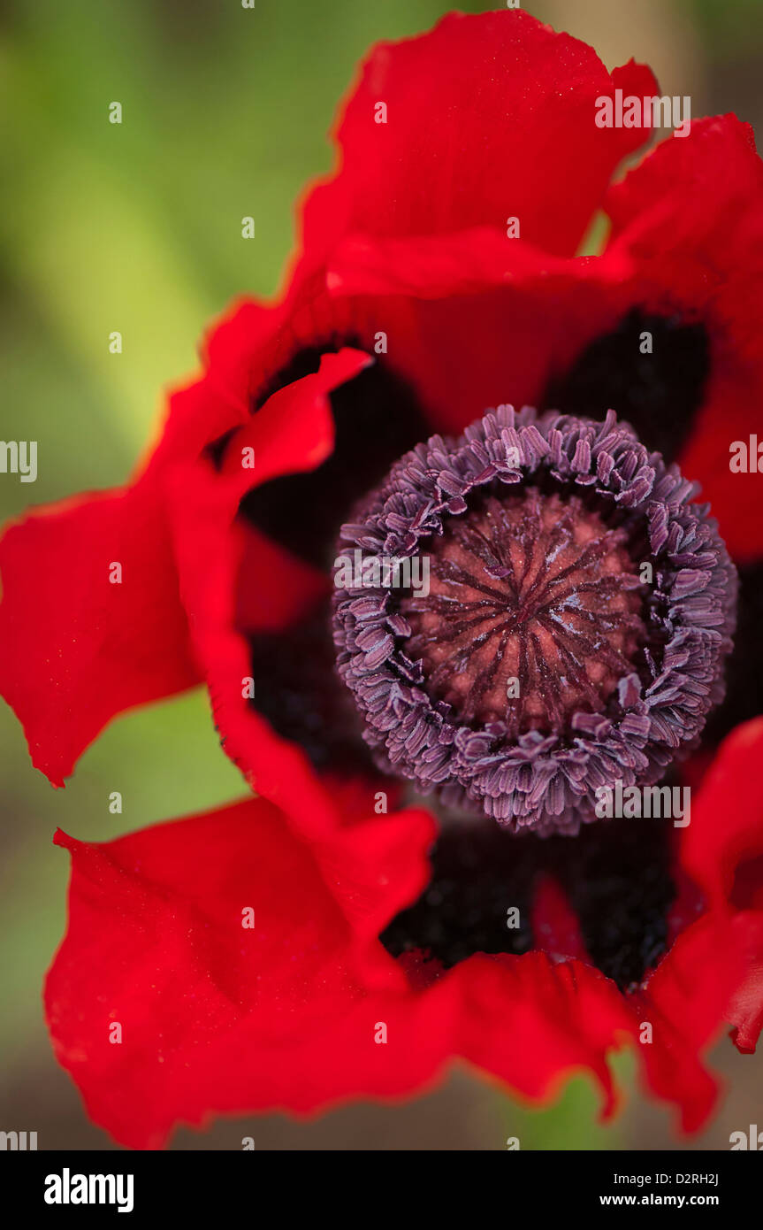 Papaver orientale, Poppy, Oriental poppy, Red. Stock Photo