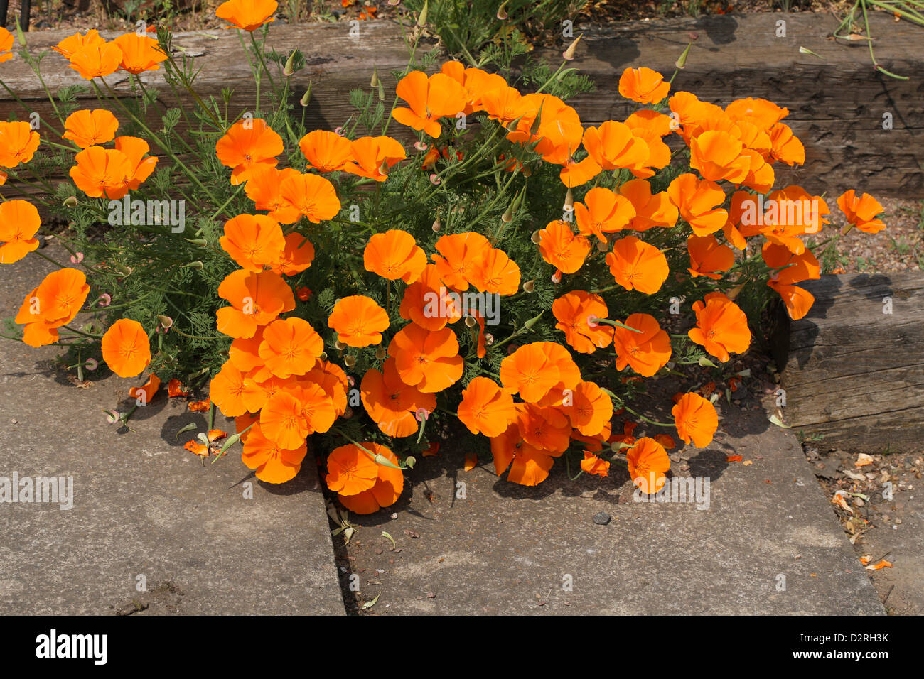 Californian Poppies, Eschscholzia californica, Papaveraceae. California, USA. Stock Photo