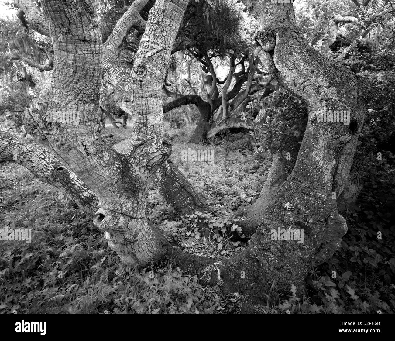Black and white oak trees hi-res stock photography and images - Alamy