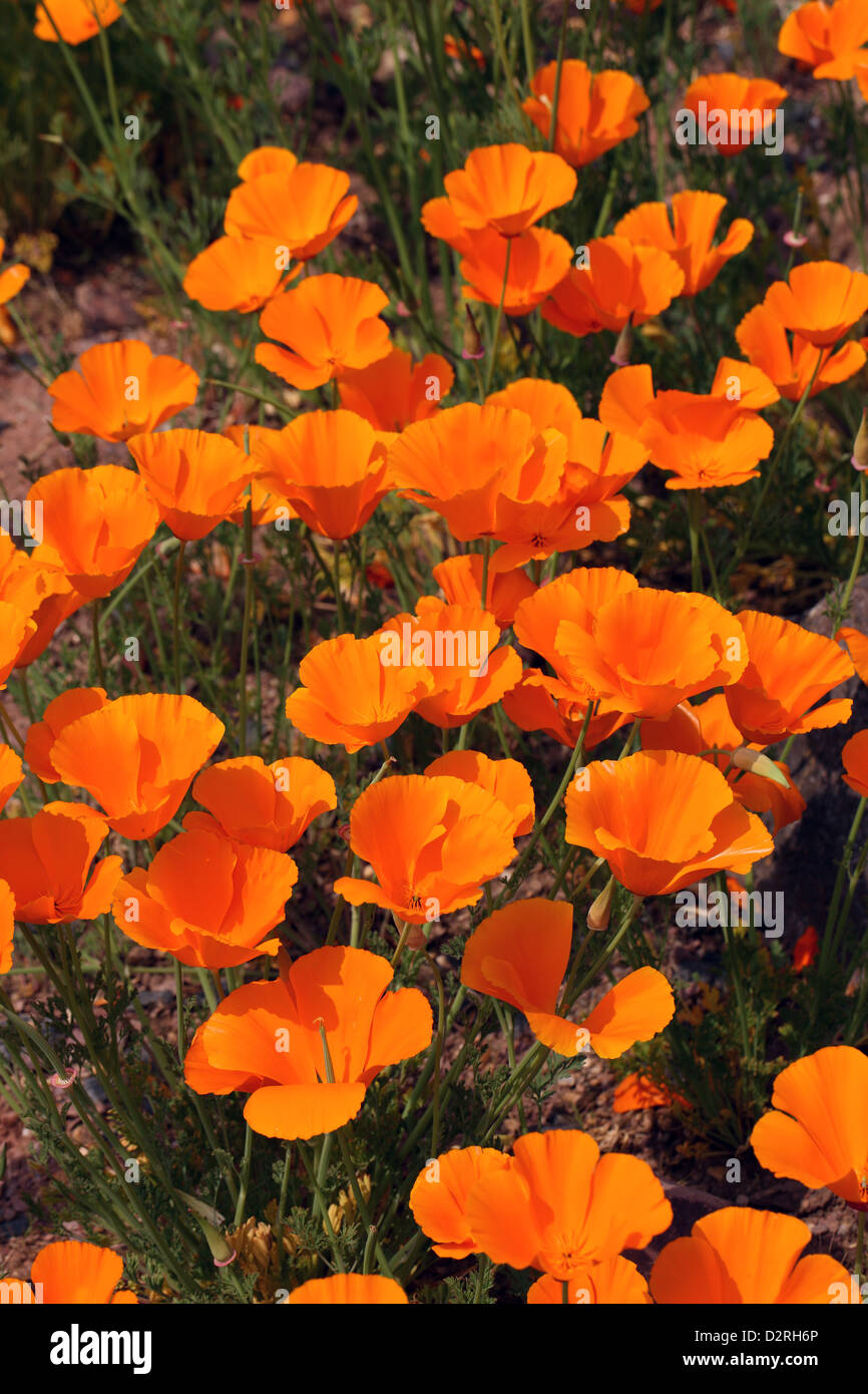 Californian Poppies, Eschscholzia californica, Papaveraceae. California, USA. Stock Photo