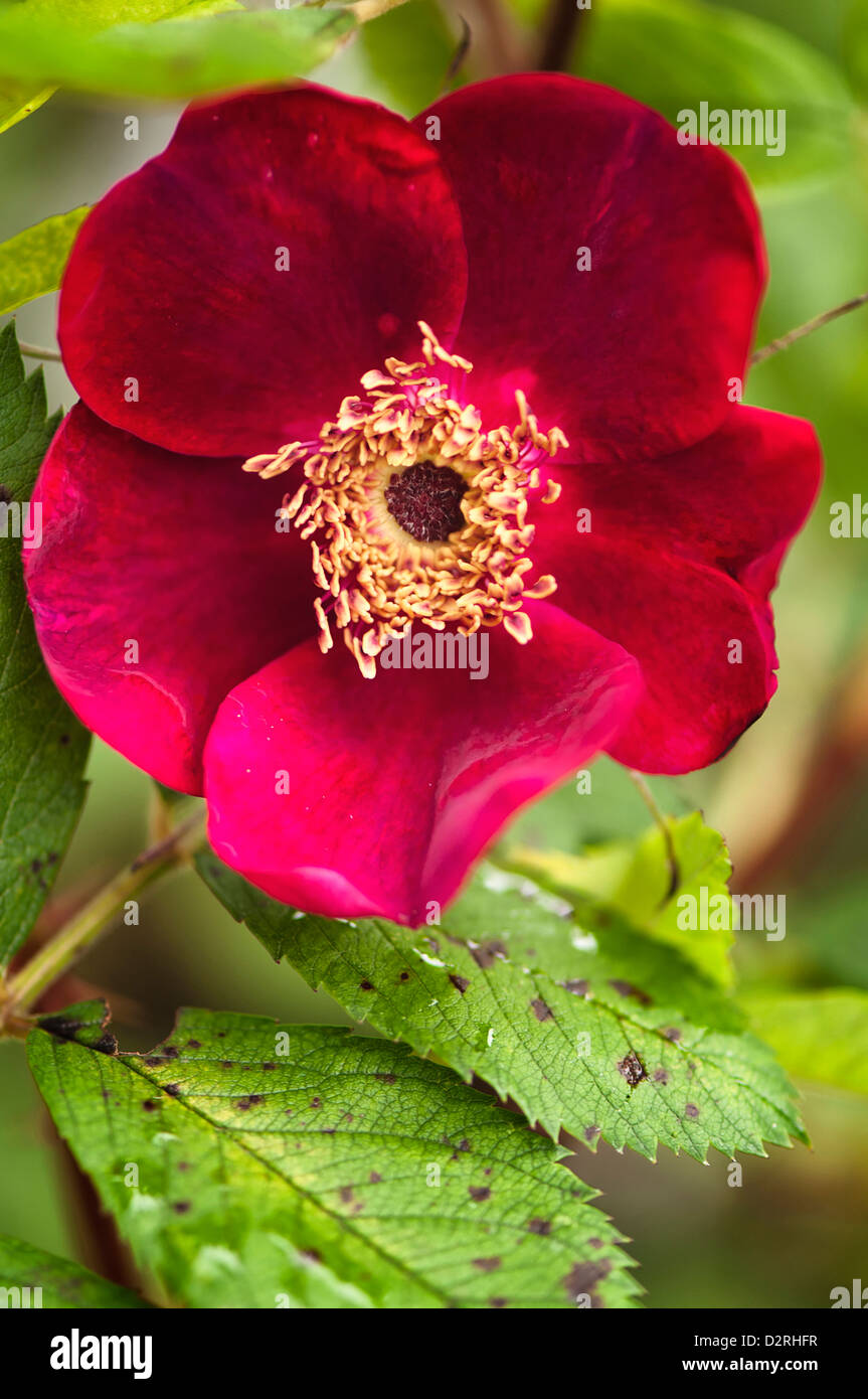 Rosa 'Basye's Purple Rose', Rose, Red. Stock Photo