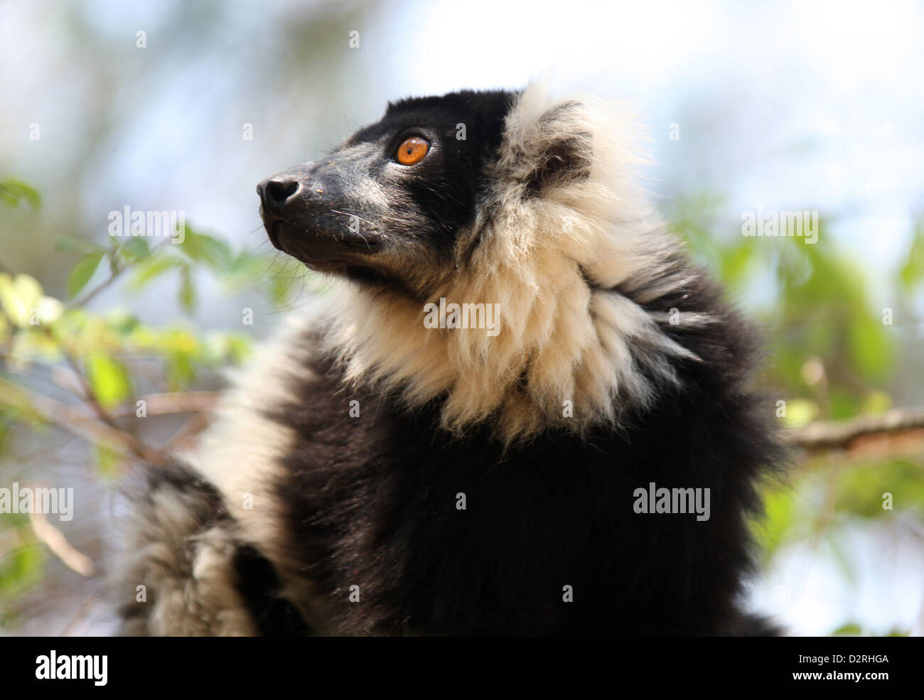 Black and White Ruffed Lemur, Varecia variegata, Lemurinae, Lemuridae, Primates. Madagascar, Africa. Stock Photo