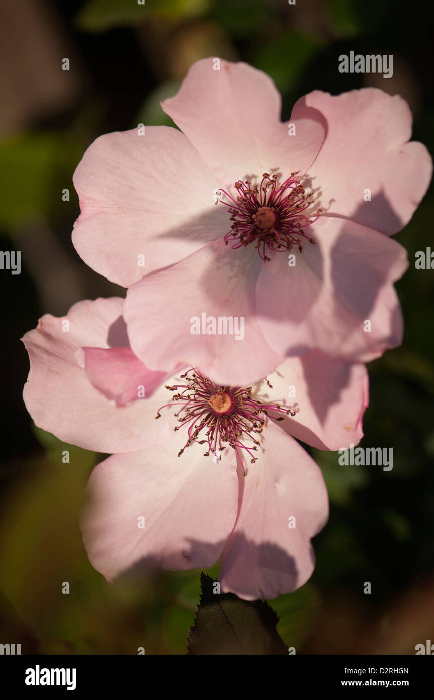 Rosa 'Dainty Bess', Rose, Pink. Stock Photo
