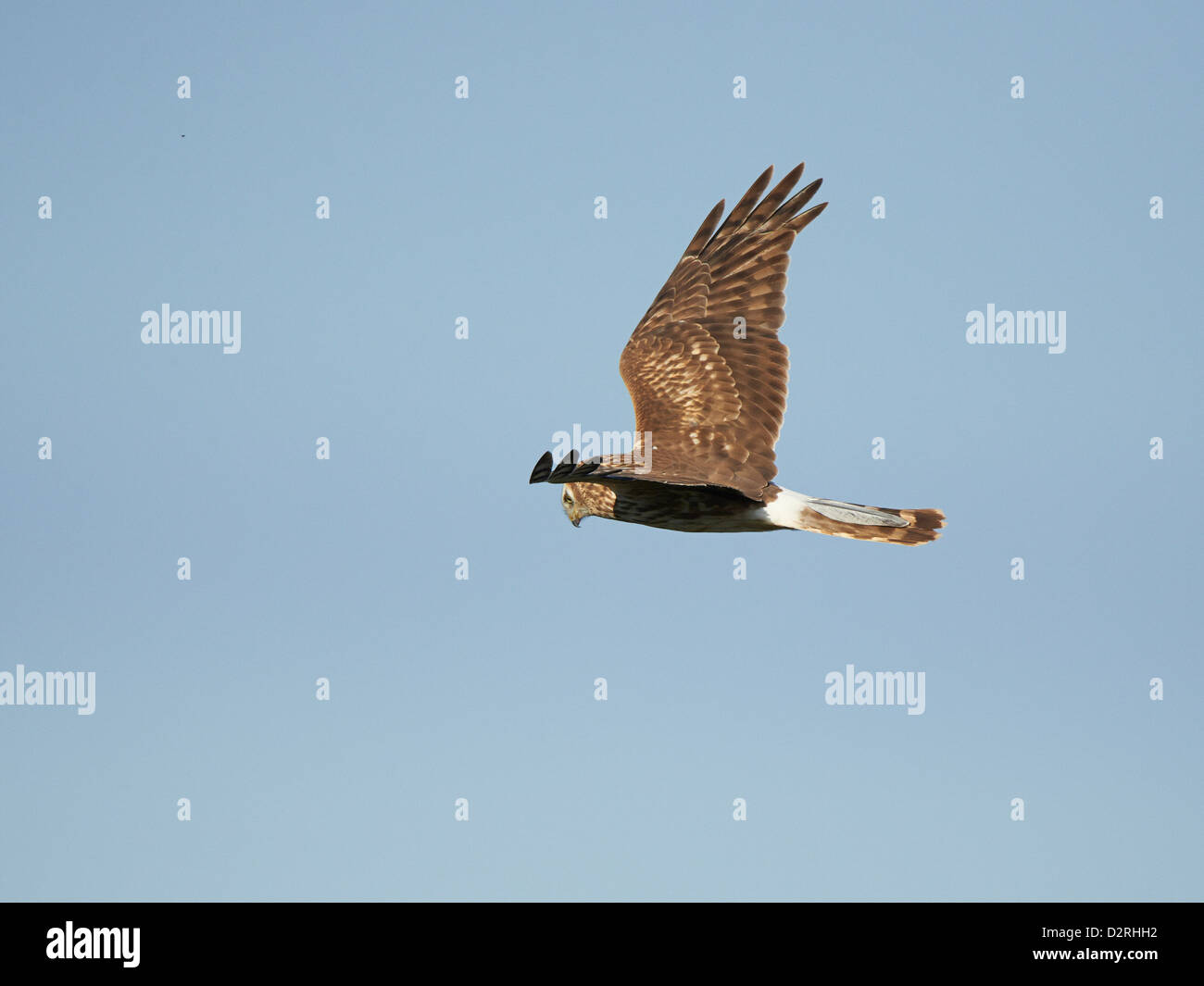 Cumbria Lancashire Hen Harrier Chicks Take Flight A Stunning Sight - prmrgt7