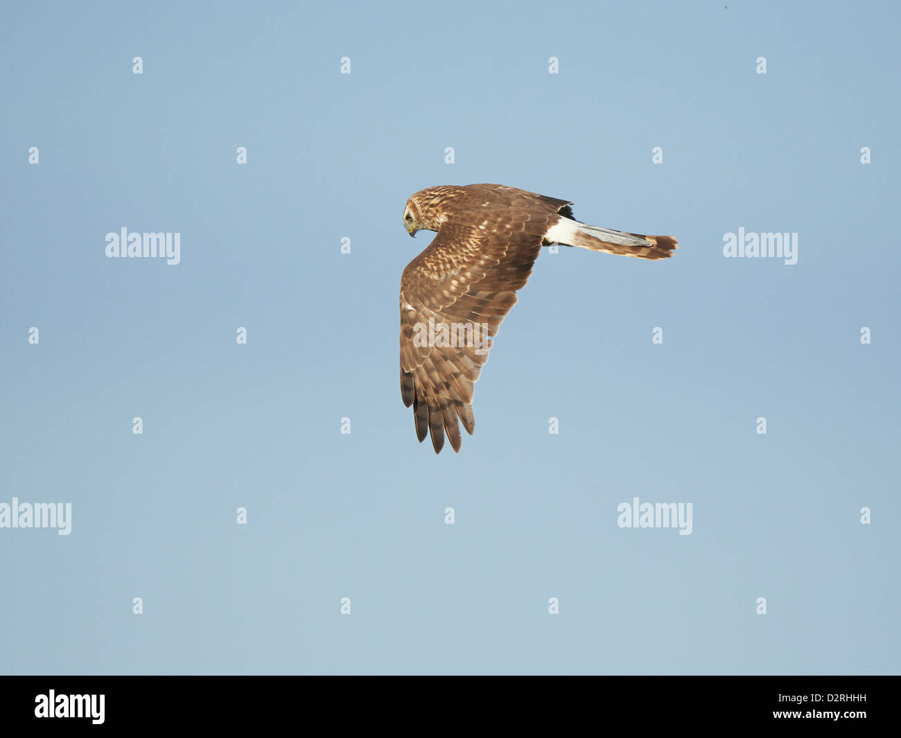 Hen Harrier in flight Stock Photo Alamy