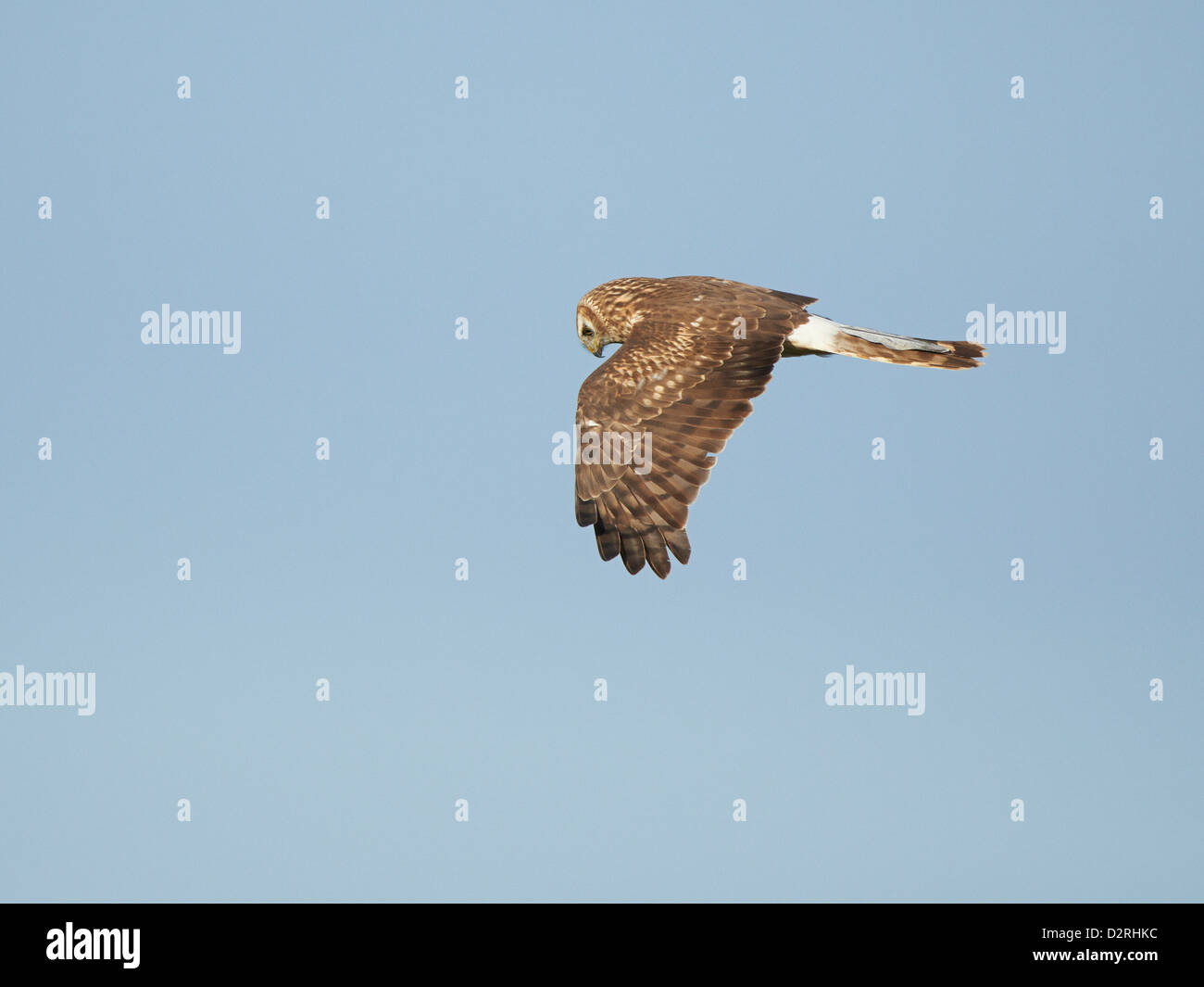 Cumbria Lancashire Hen Harrier Chicks Take Flight A Stunning Sight - gdjpe45