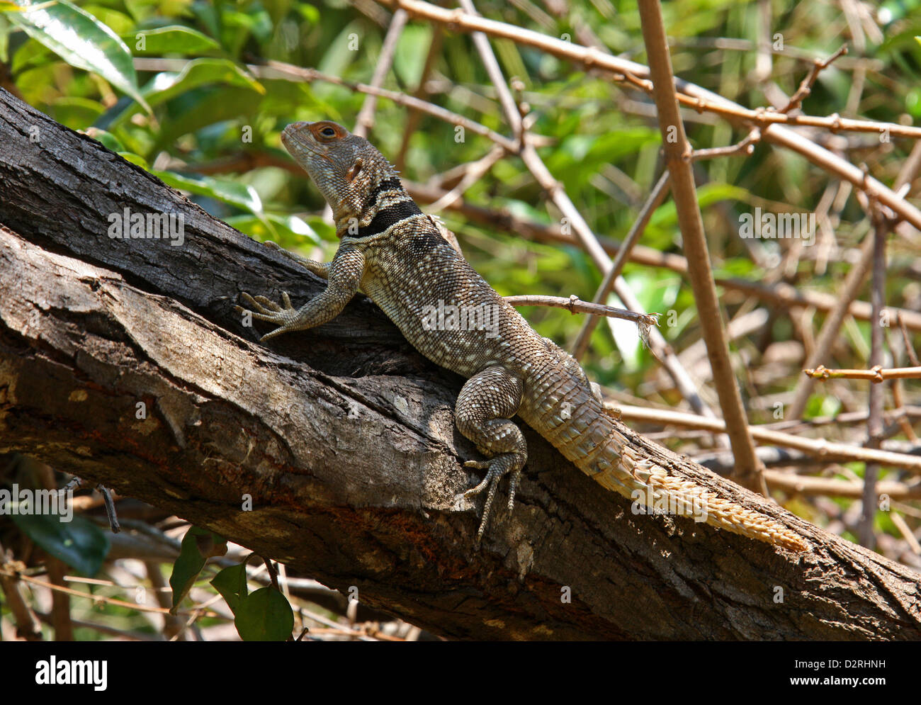 Collared Iguana, Oplurus cuvieri, Opluridae. Aka Cuvier’s Stock Photo
